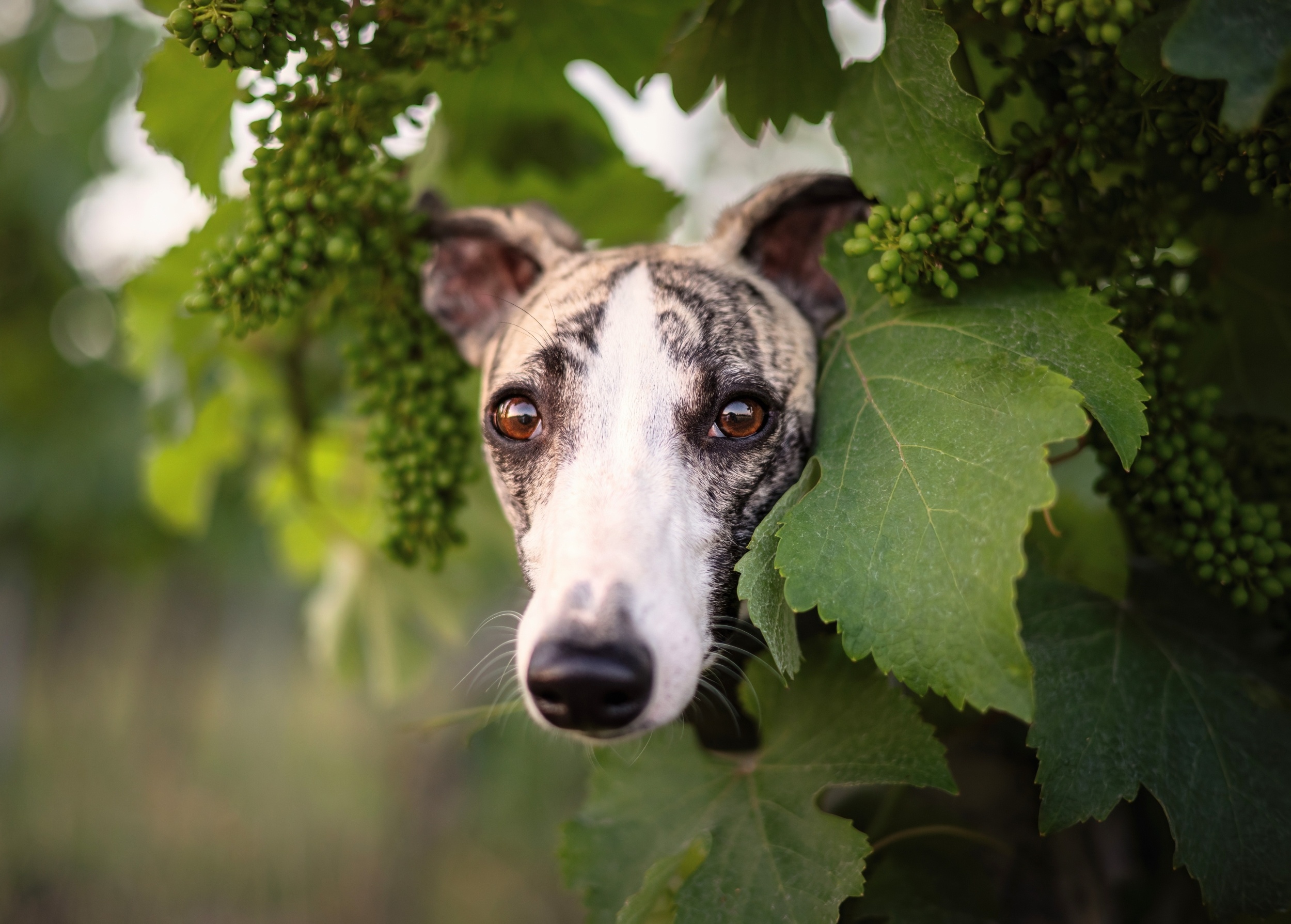 Pet dogs beat experts at sniffing out spotted lanternfly eggs
