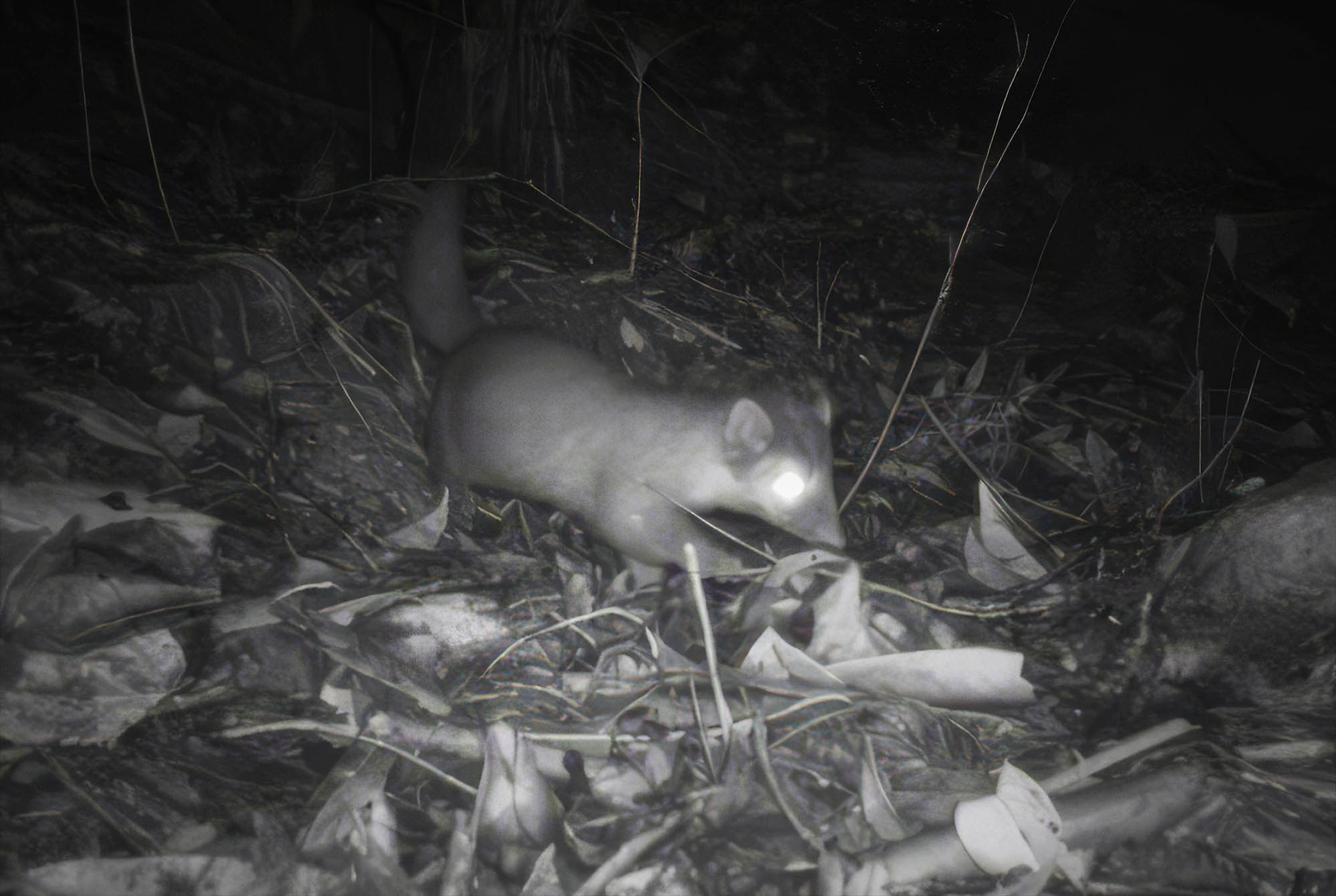 Meet the endangered Bornean ferret badger - a small, nocturnal carnivore rarely seen by people