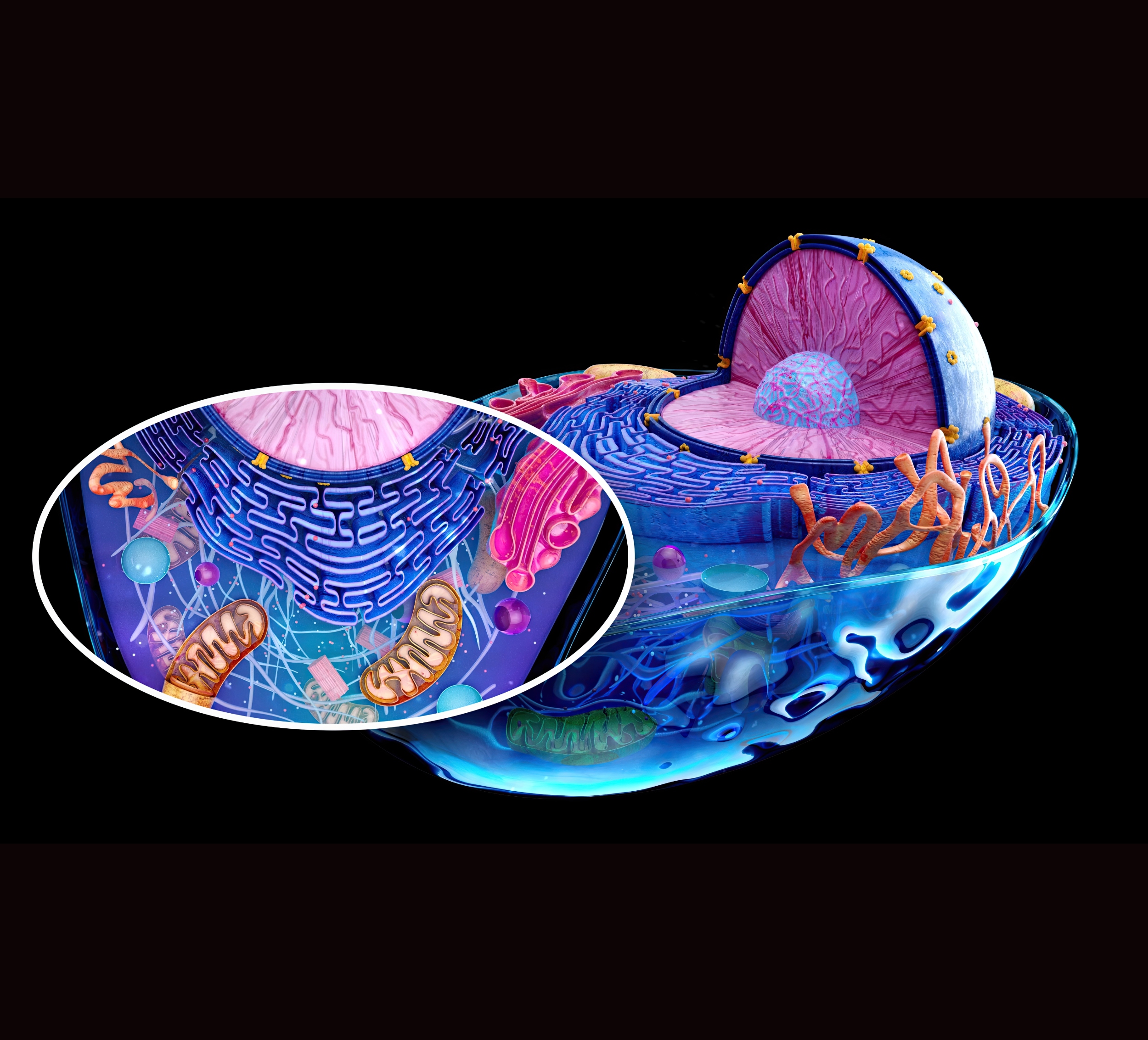 Cells use a hidden energy delivery system to power their DNA