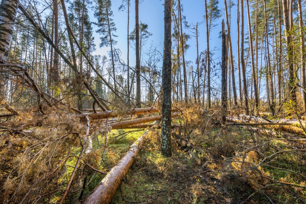 Dead organisms continue to influence life across entire ecosystems