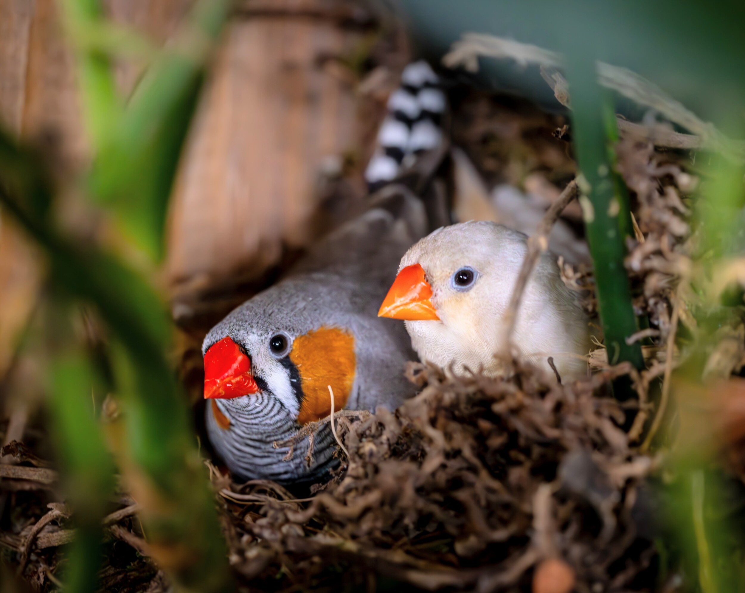 Parent birds warn chicks about extreme heat before they hatch