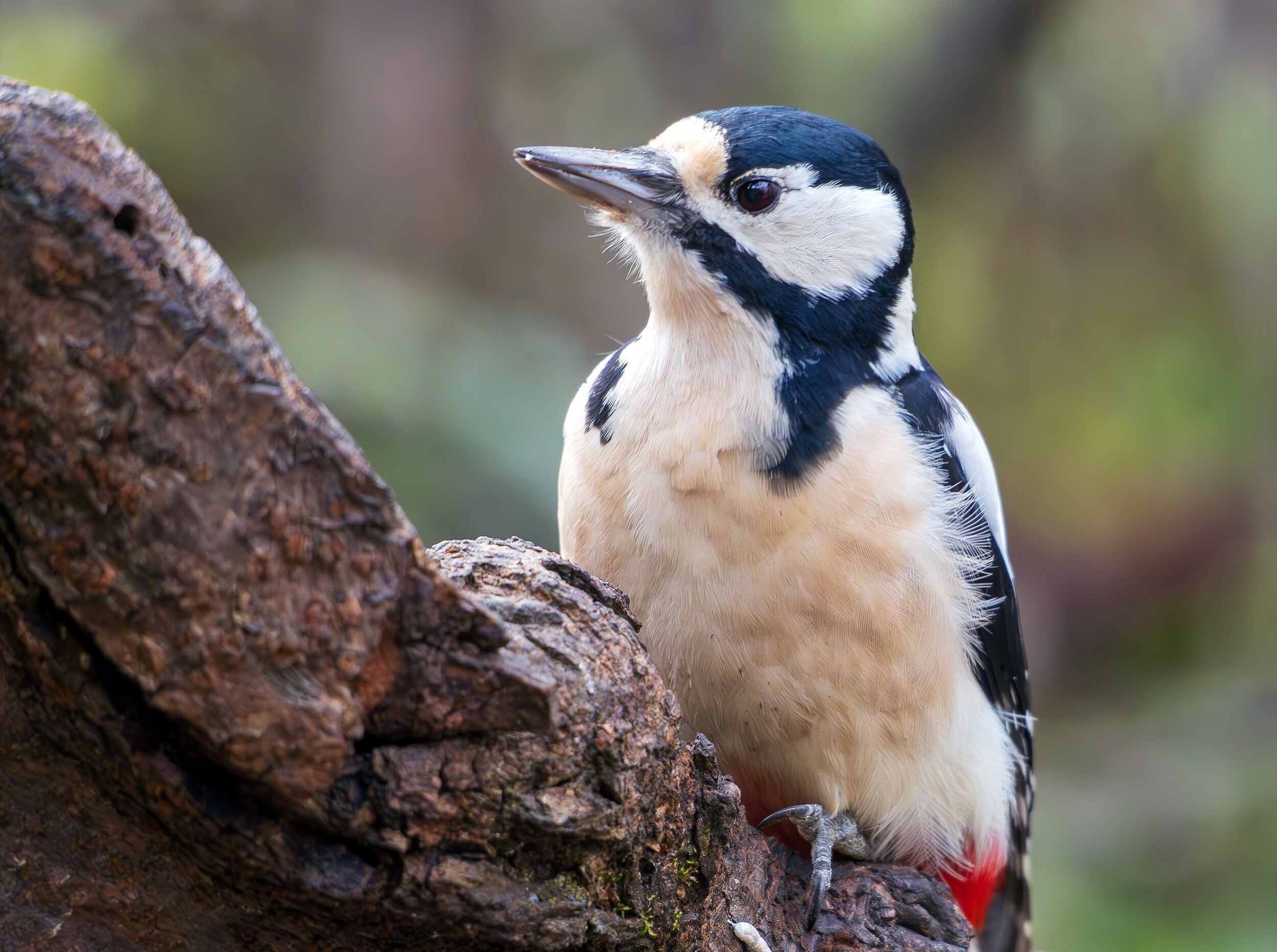 Forests become richer in wildlife when they're a little messy
