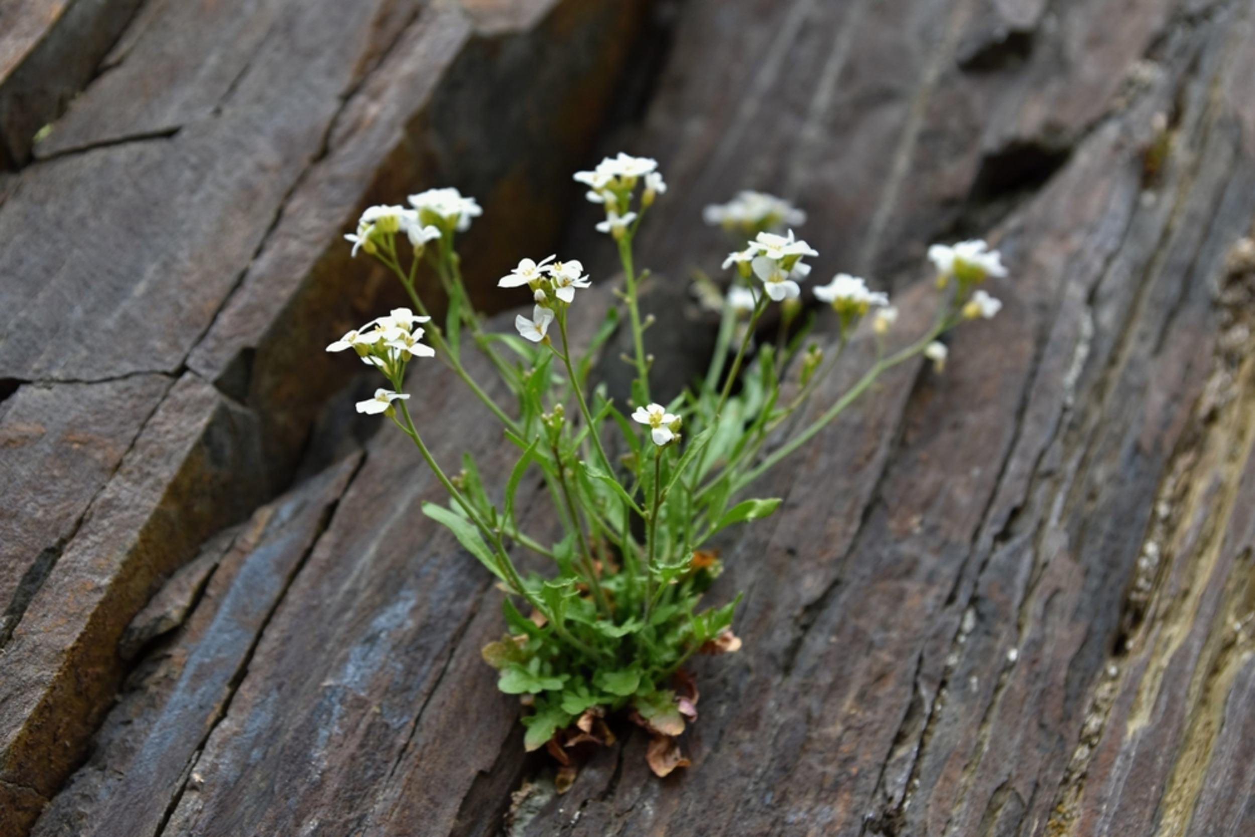 Flowers build perfect shapes from cellular chaos