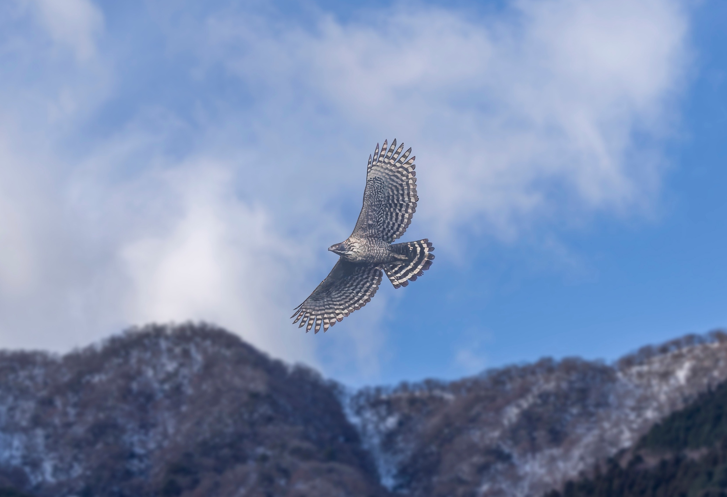 Migratory predators carry fear across continents and shape evolution