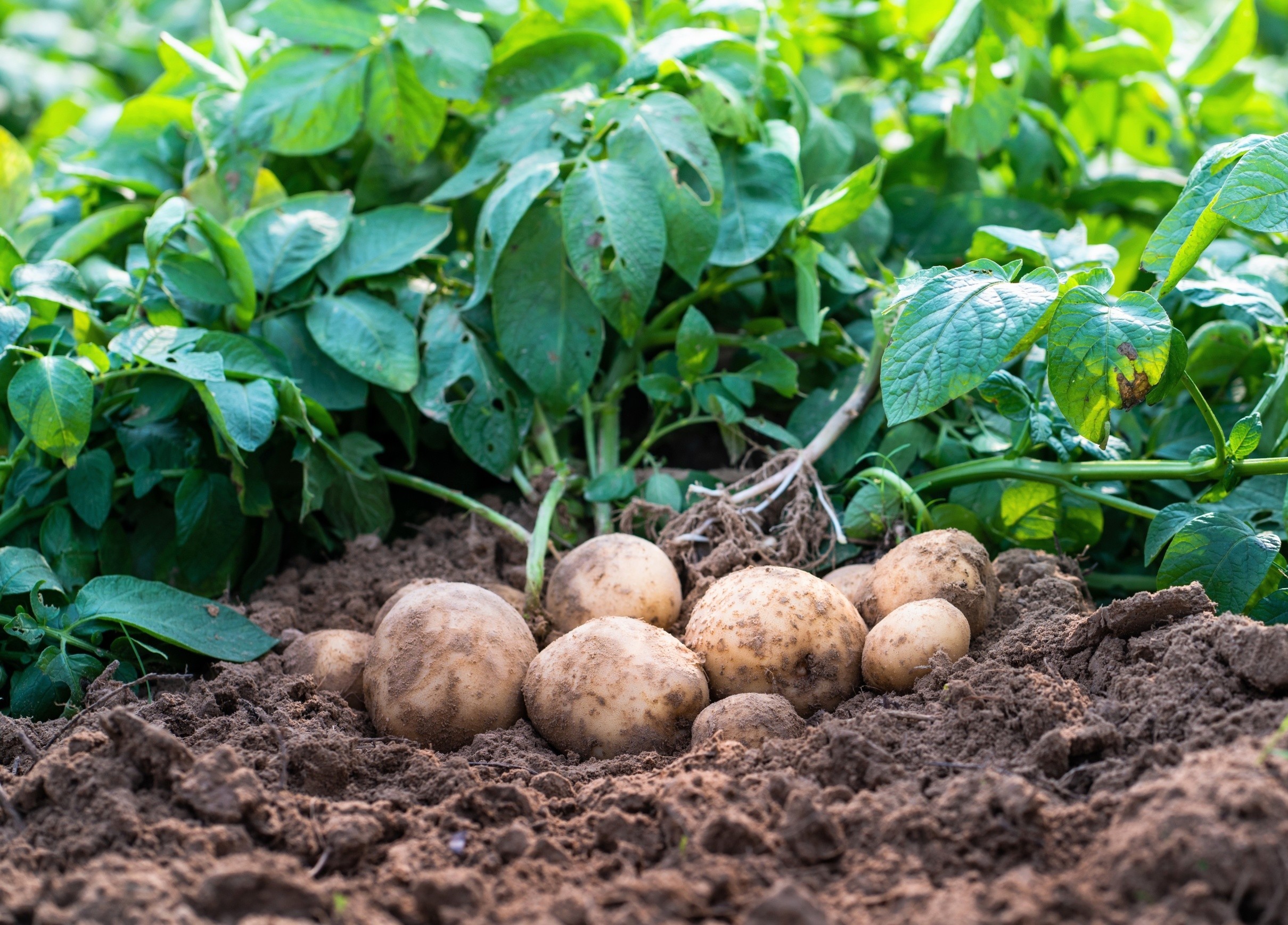 Potato leaves reveal hidden pollution missed by soil tests