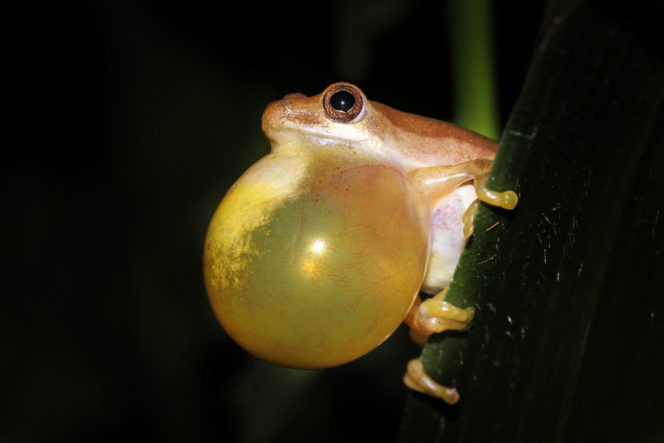 Animals share a common vocal rhythm that dates back 340 million years