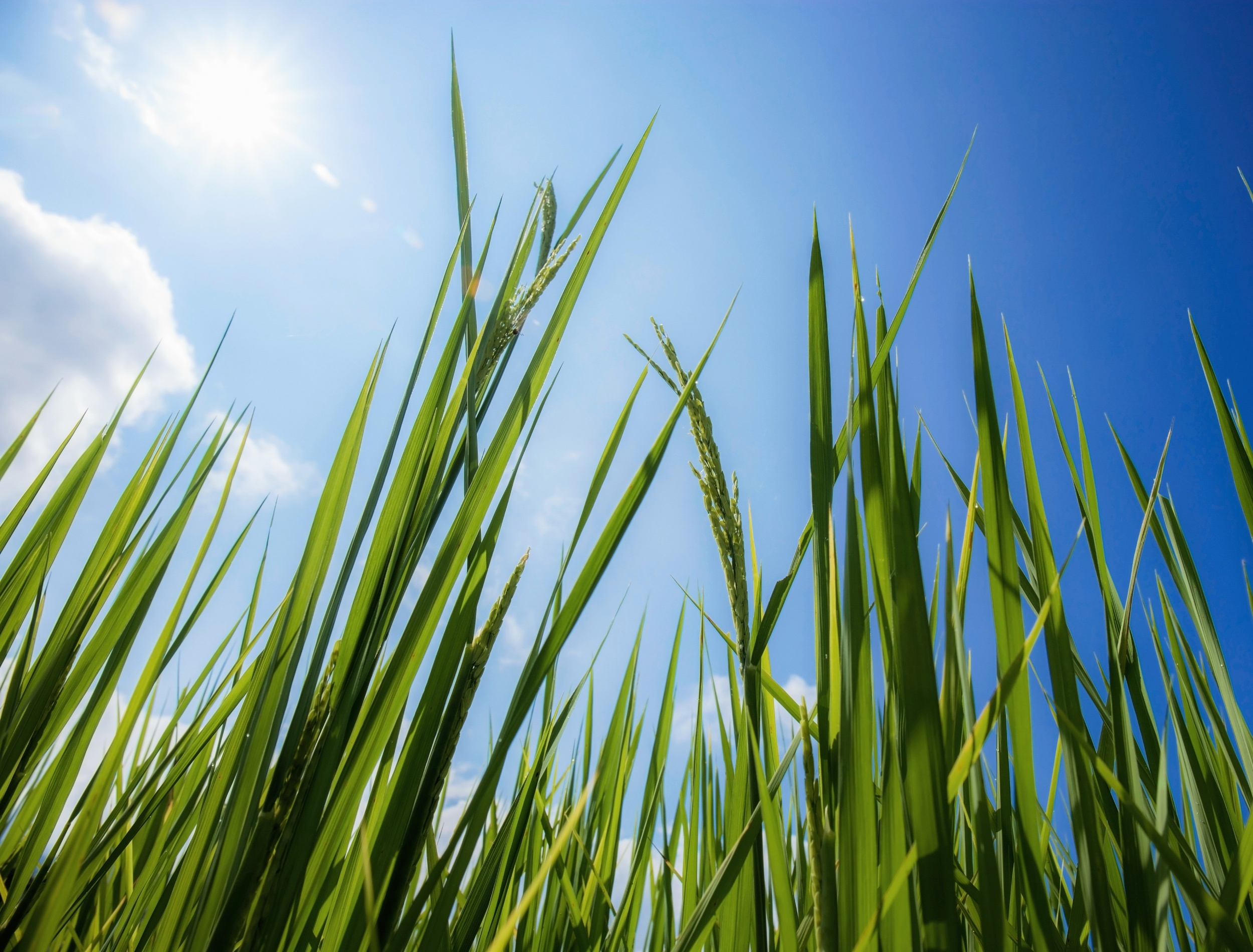 Plants have a backup system to survive rising temperatures