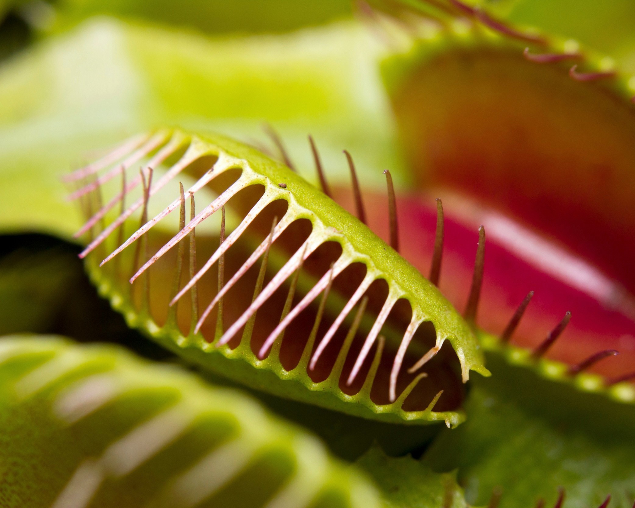 Venus flytrap snaps shut using a mechanism nobody expected