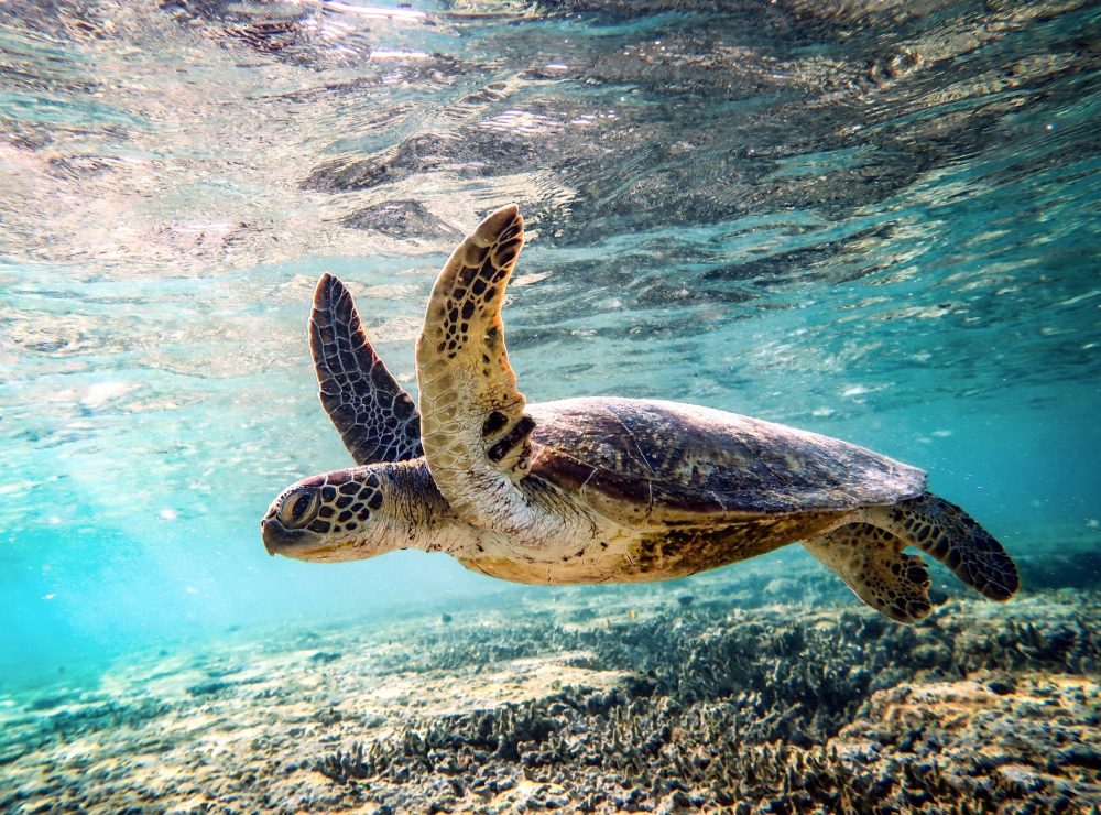 World Sea Turtle Day: Adapting to a changing world