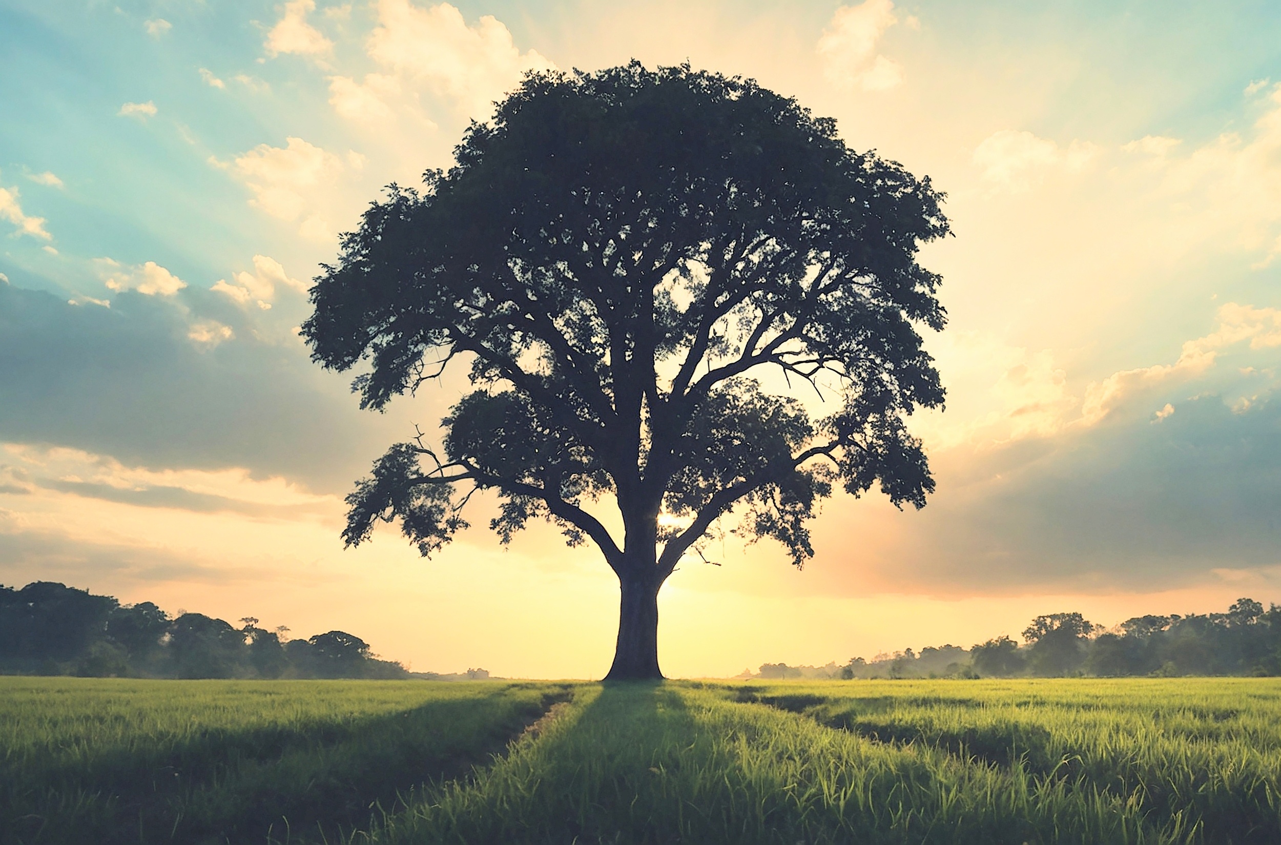 Trees keep absorbing carbon long after growth stops