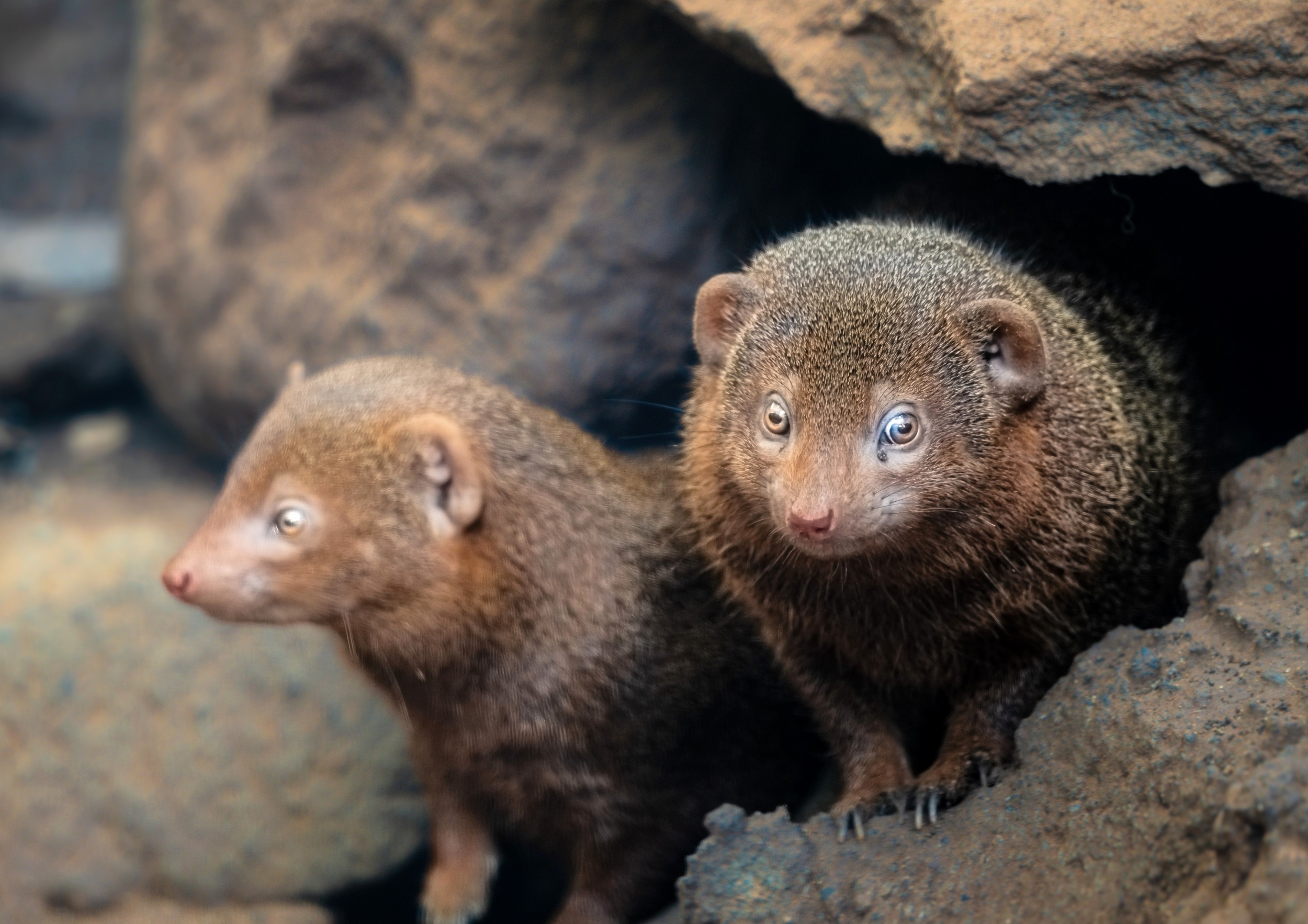 Dwarf mongooses can predict conflicts with rival groups