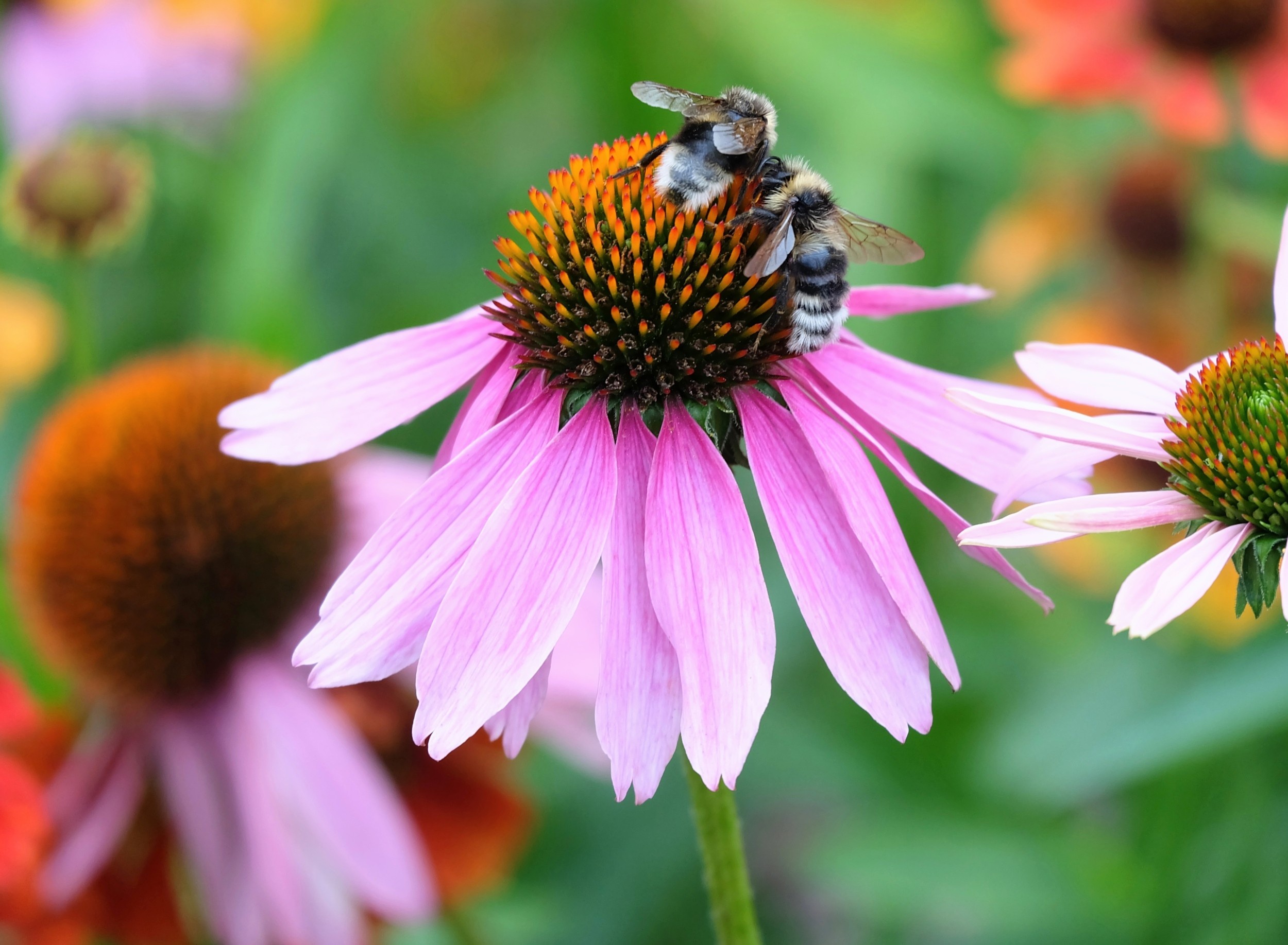 Stress sharpens bee vision and speeds up decision-making