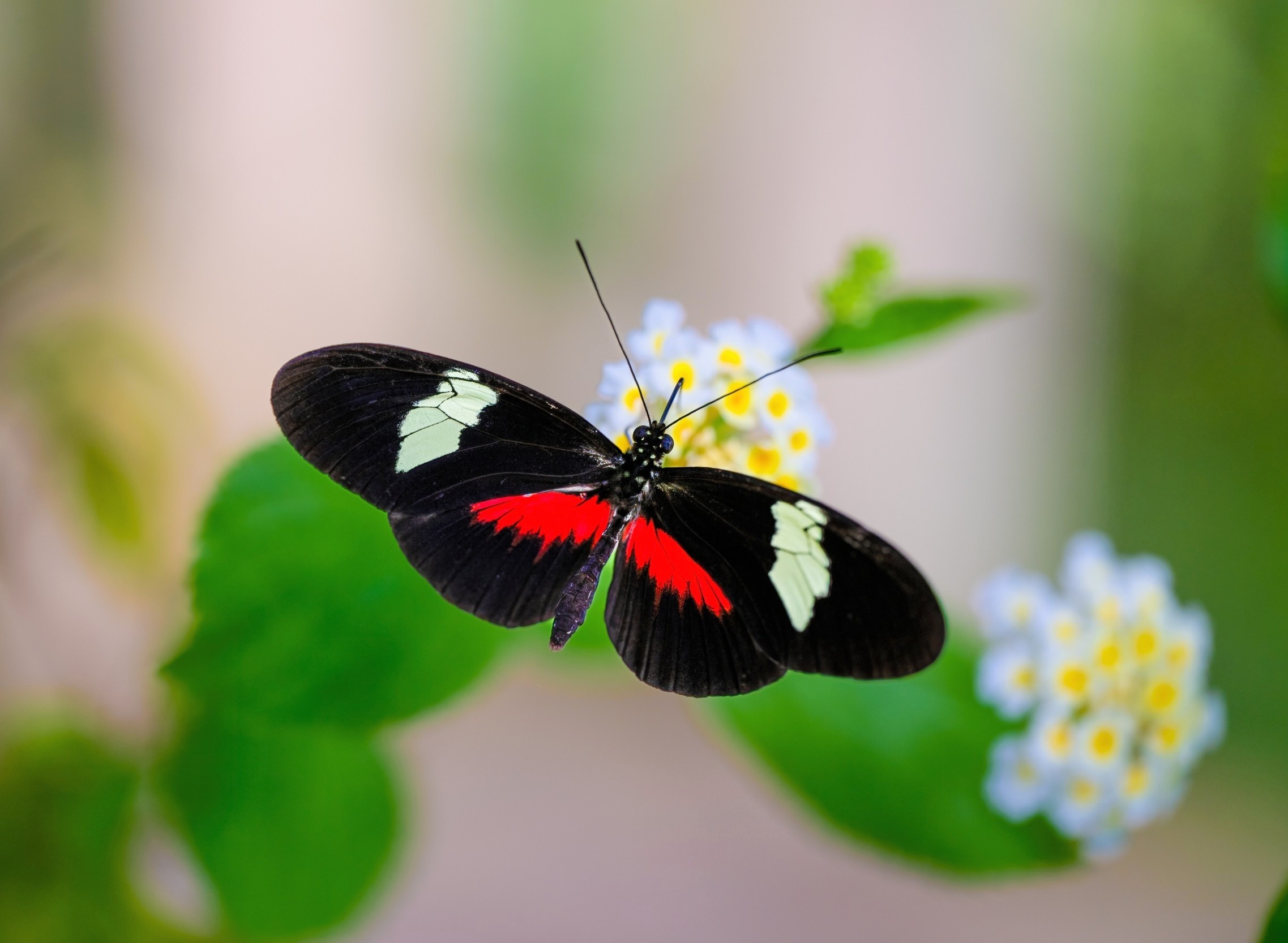 Butterflies that live for a year appear to resist aging
