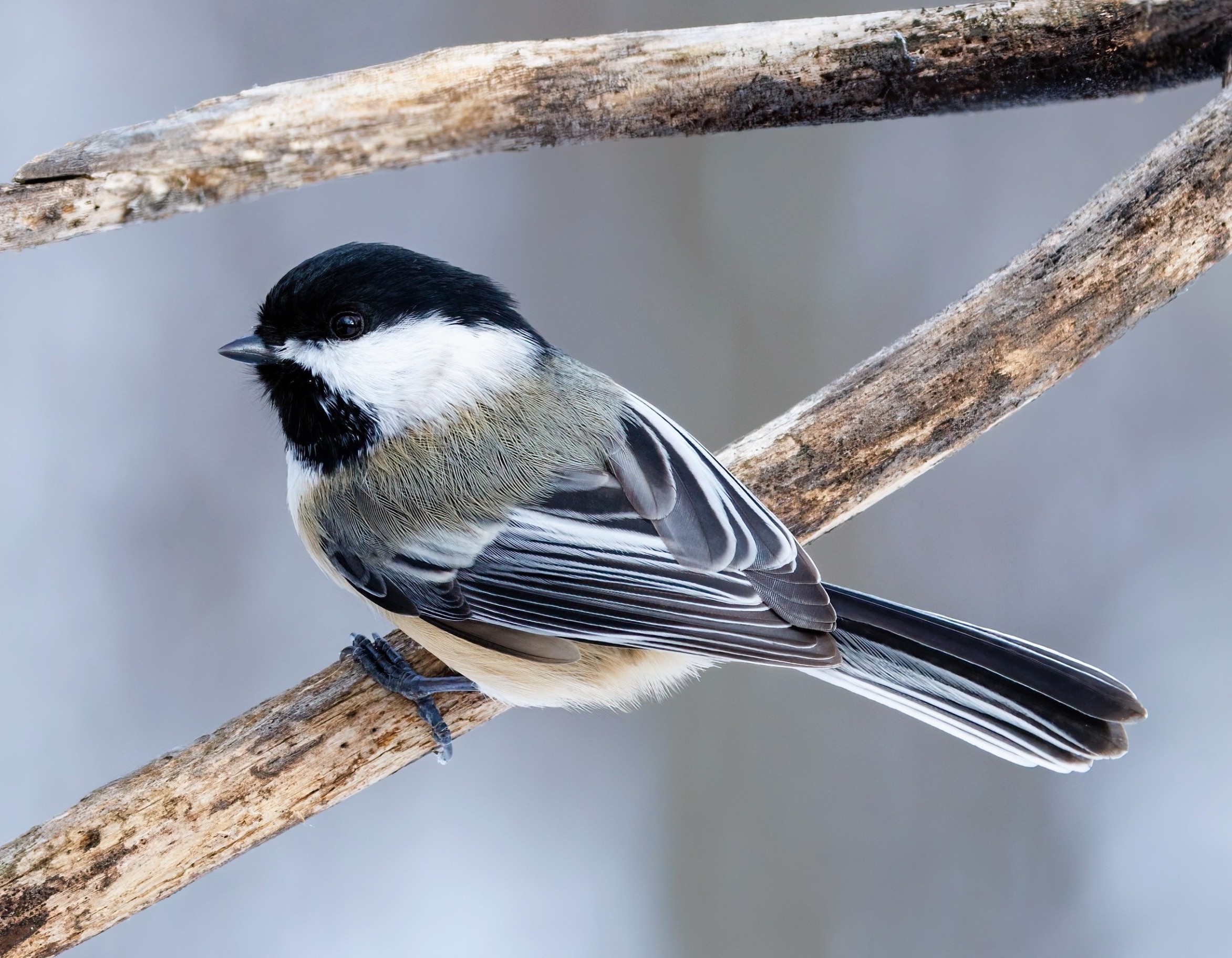 Female birds cheat on partners to mate with smarter males