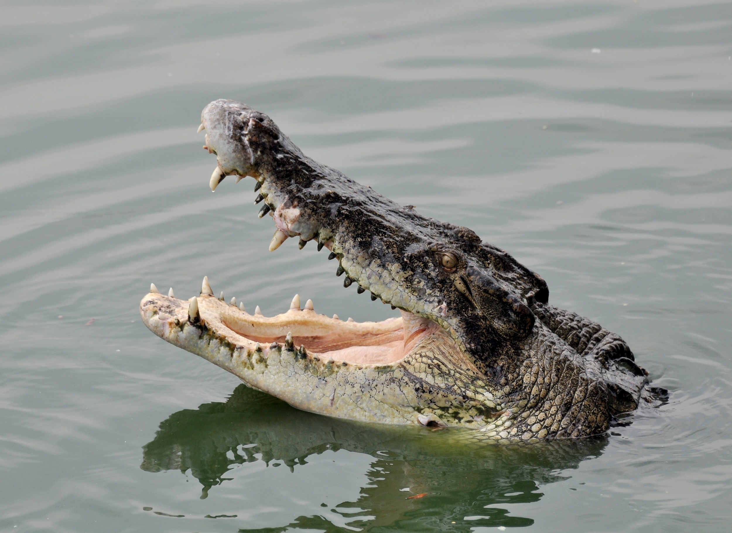 World Crocodile Day honors some of the planet's oldest predators