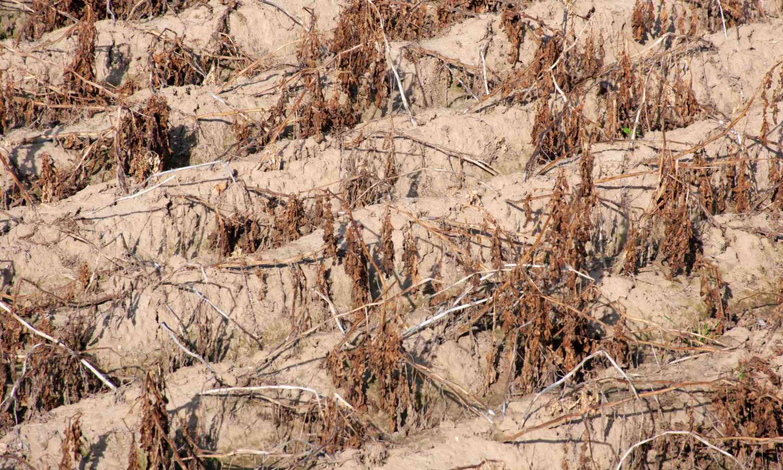 Compound droughts hit plant growth much harder than scientists expected