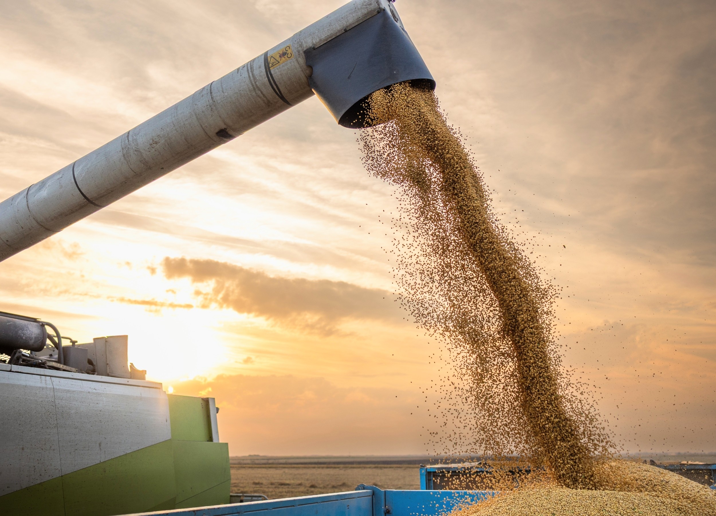 Climate change could make soybeans bigger but less nutritious