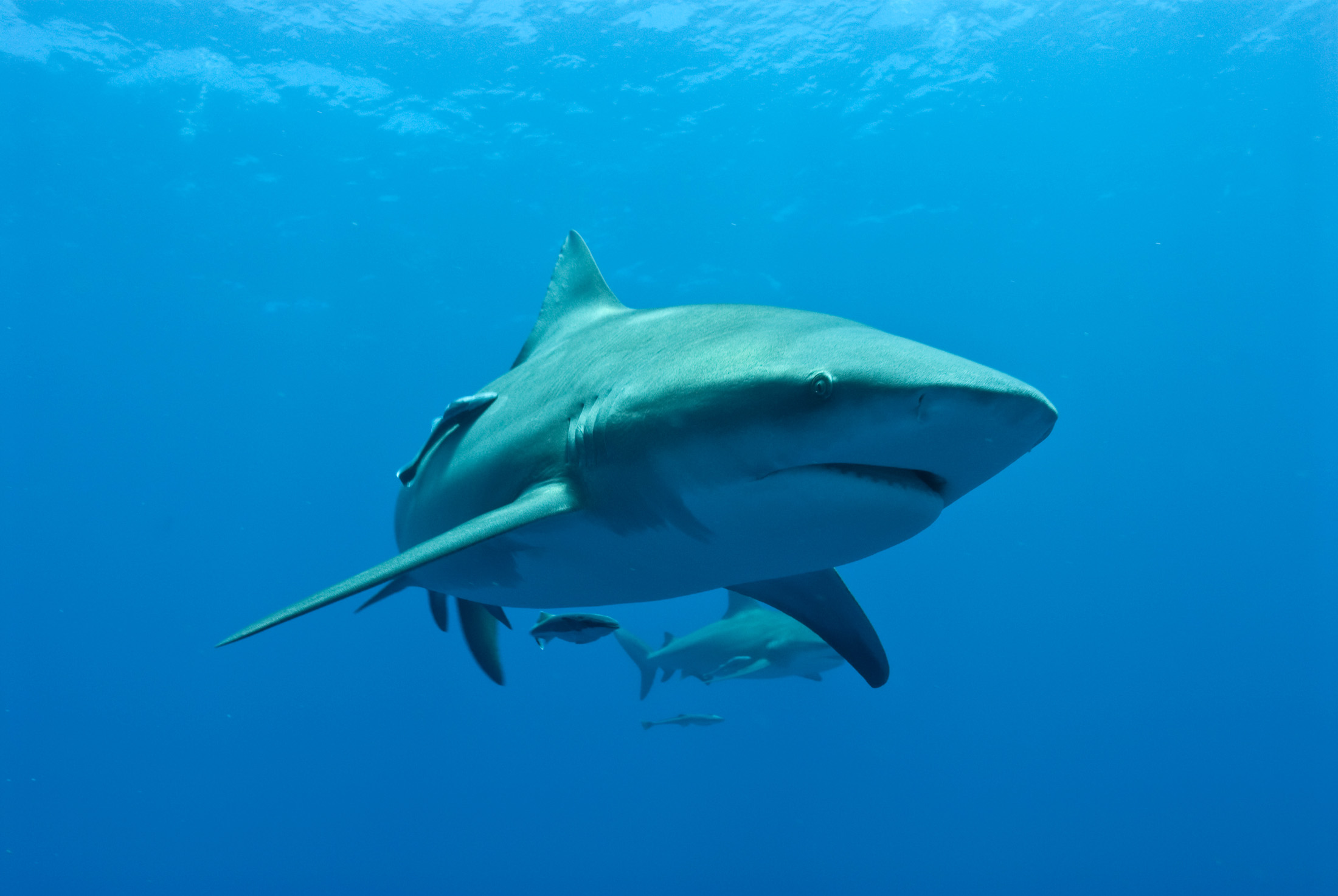 Female bull sharks may reunite with the same partners year after year