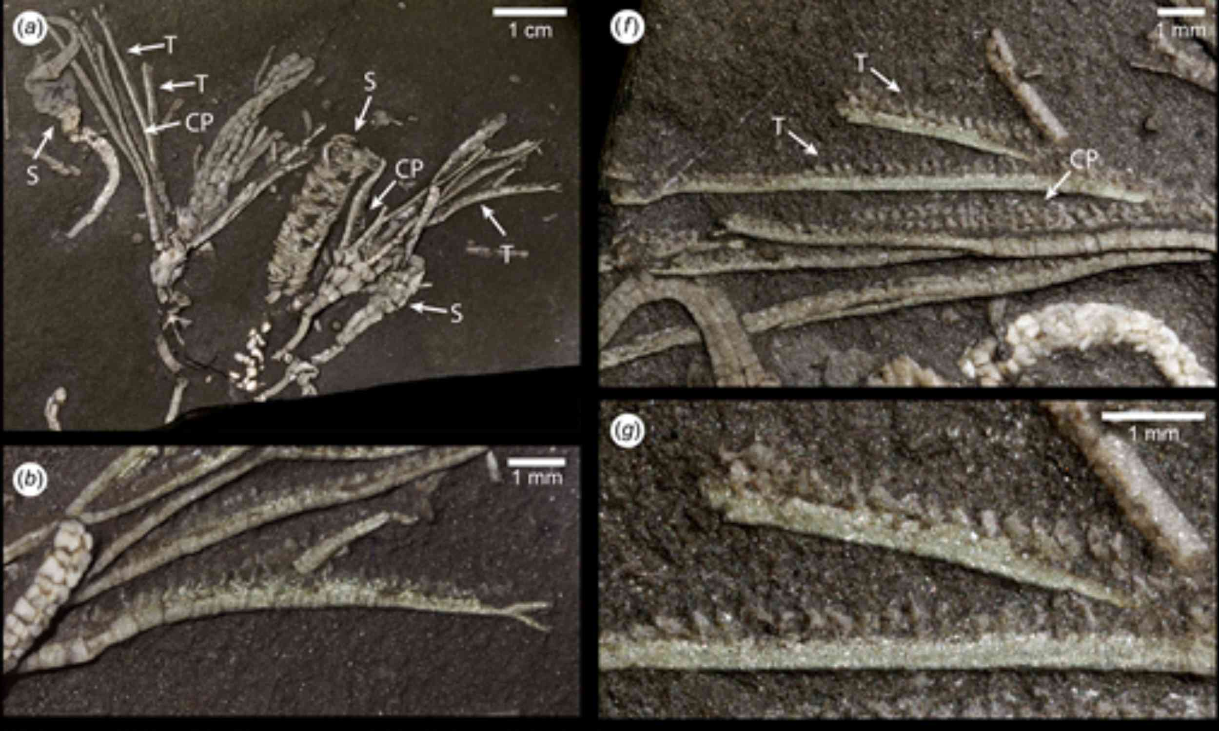 452-million-year-old fossil kept soft tissue that should have vanished