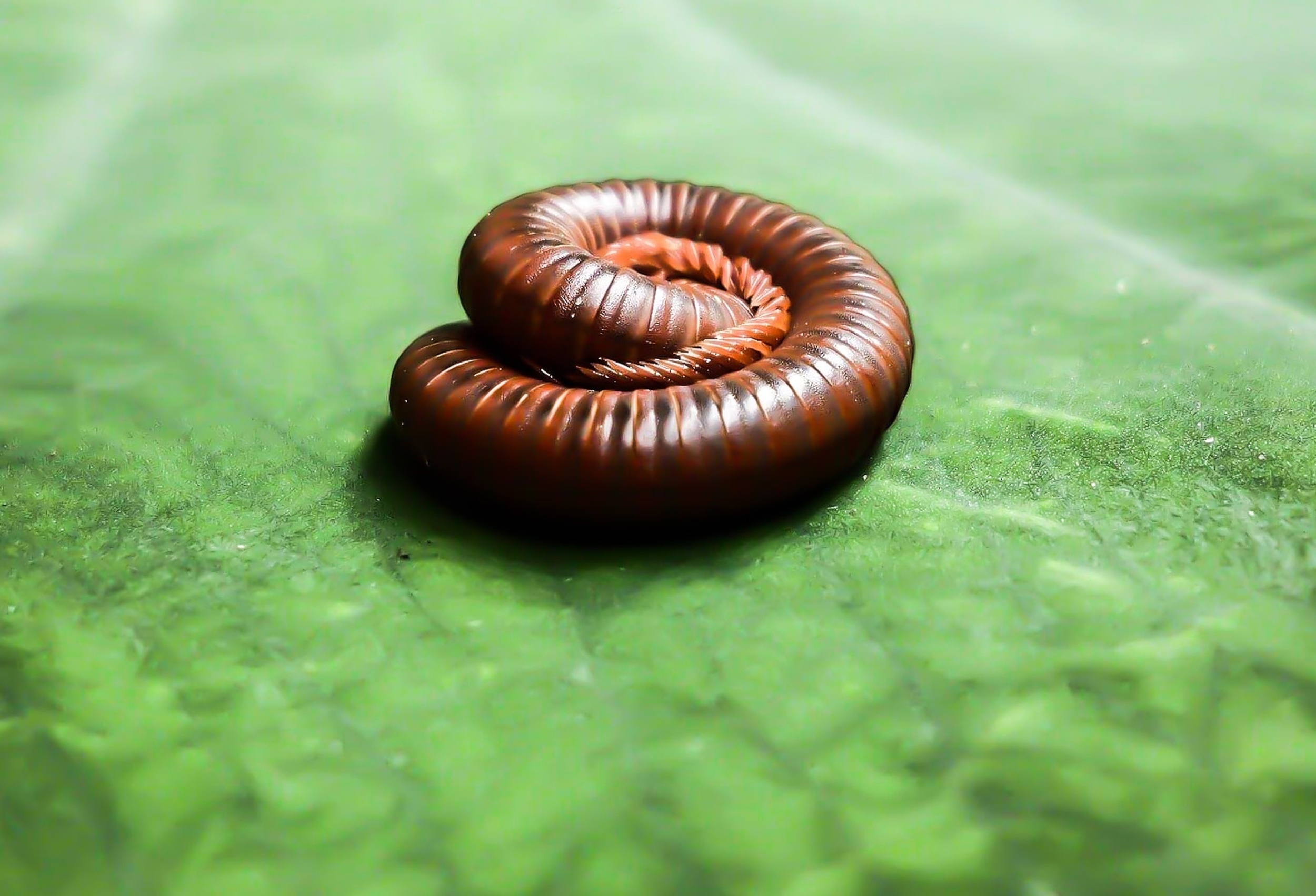 Millipedes may be millions of years older than scientists realized