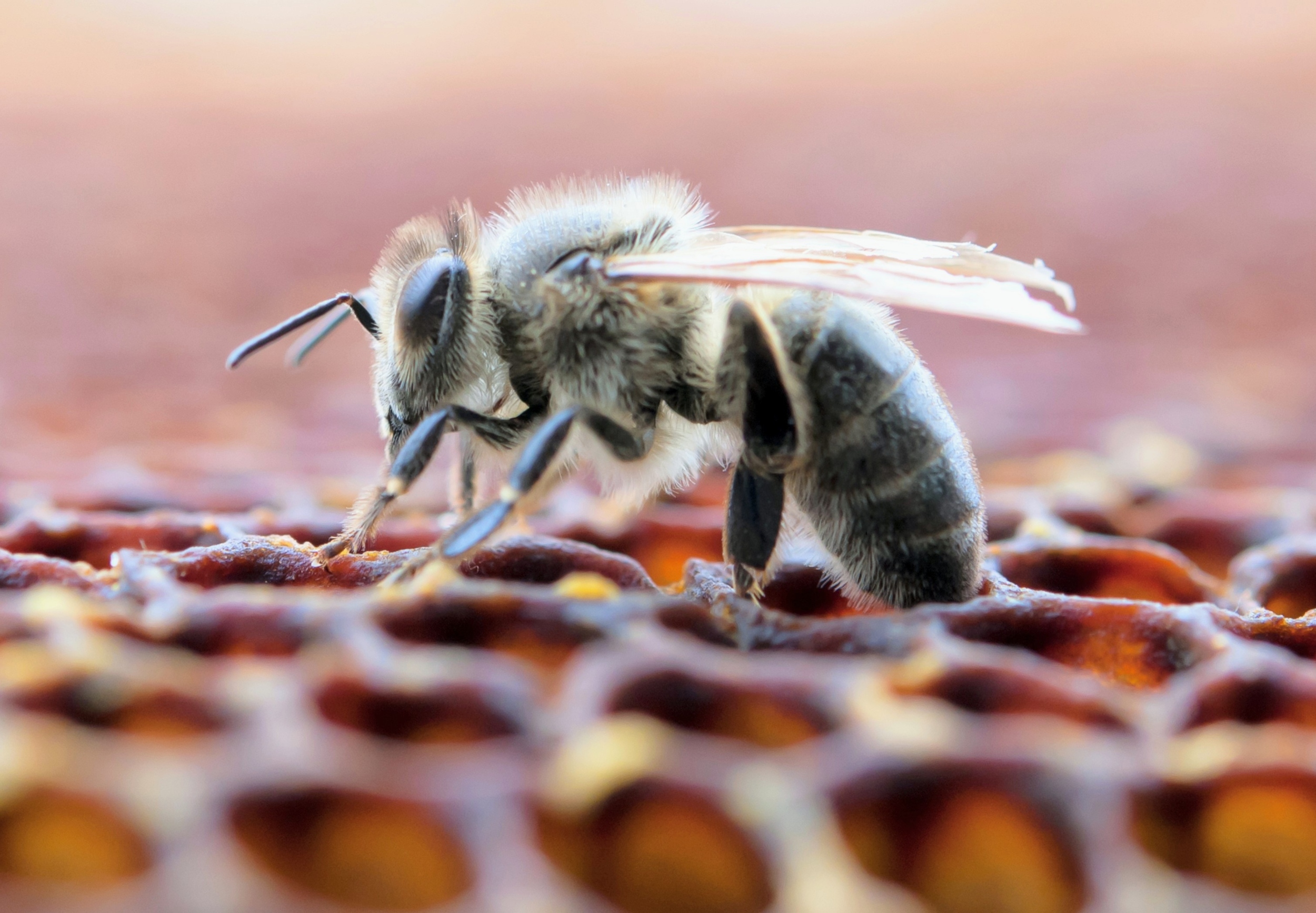Which bees are most threatened by climate change? Scientists now have the answer