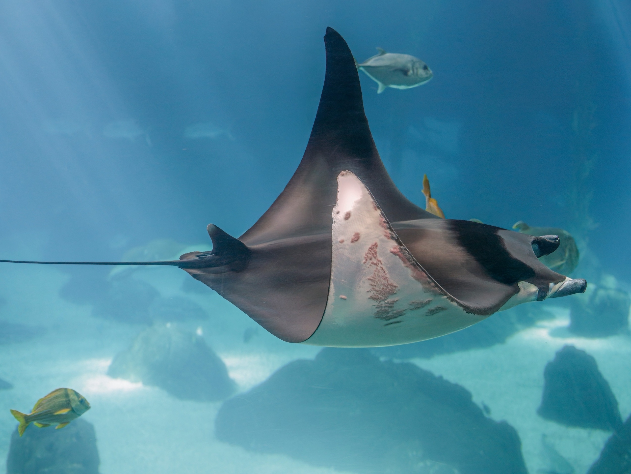 Rays use chemical alarm signals to warn each other of danger
