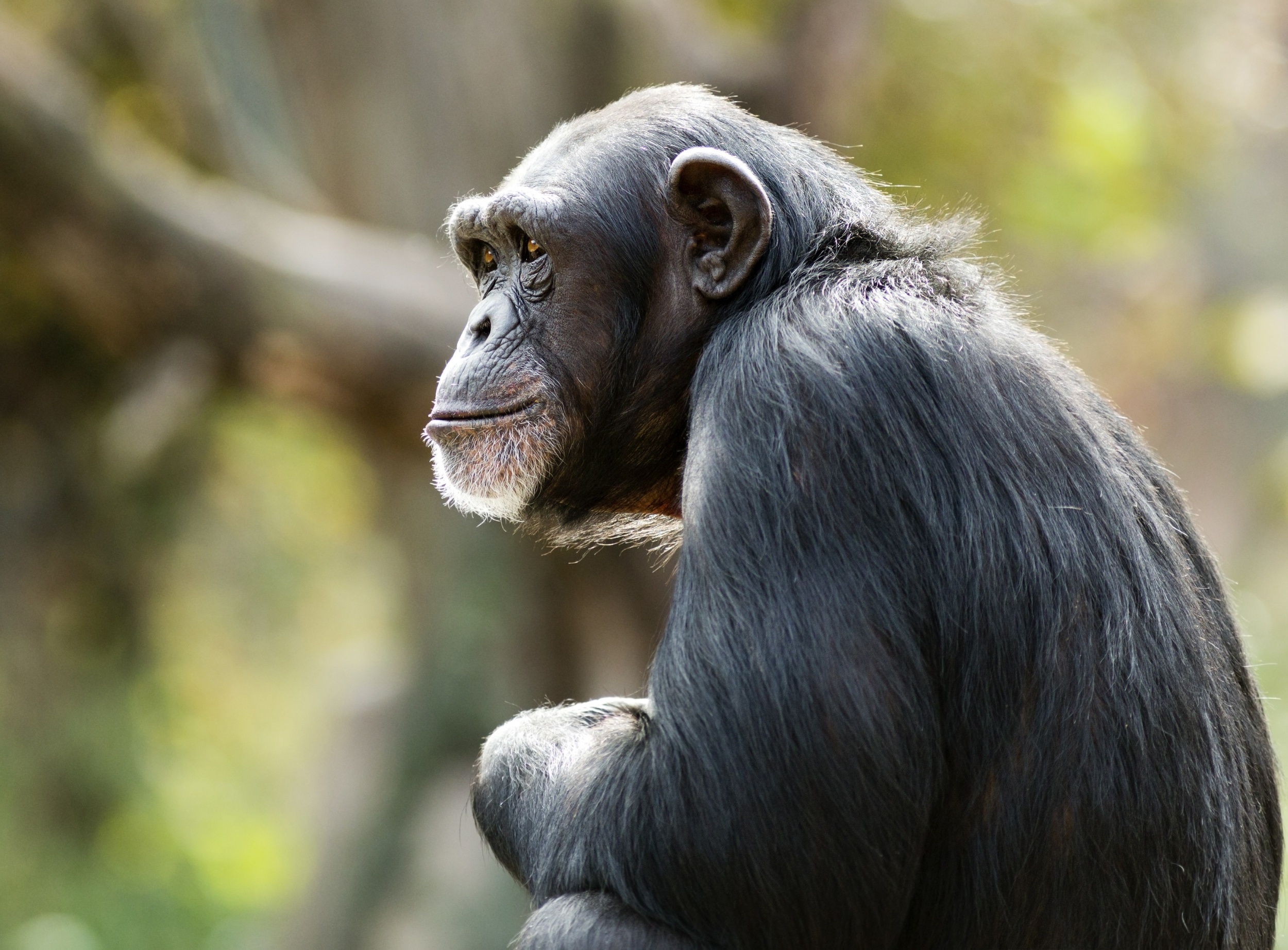 Great apes challenge a key assumption about intelligence