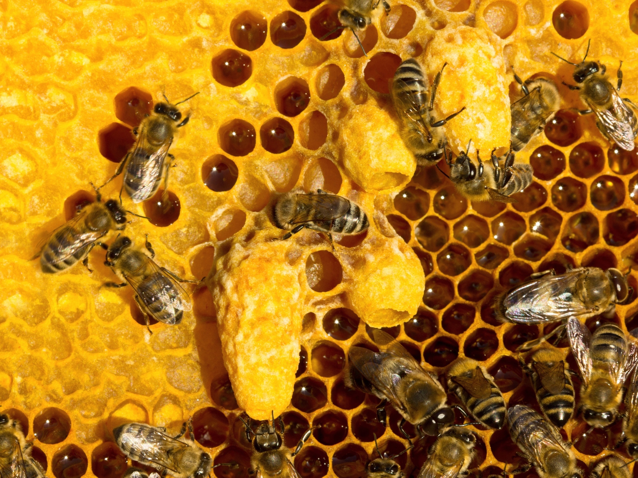 Bees turn unbalanced pollen into the perfect baby food