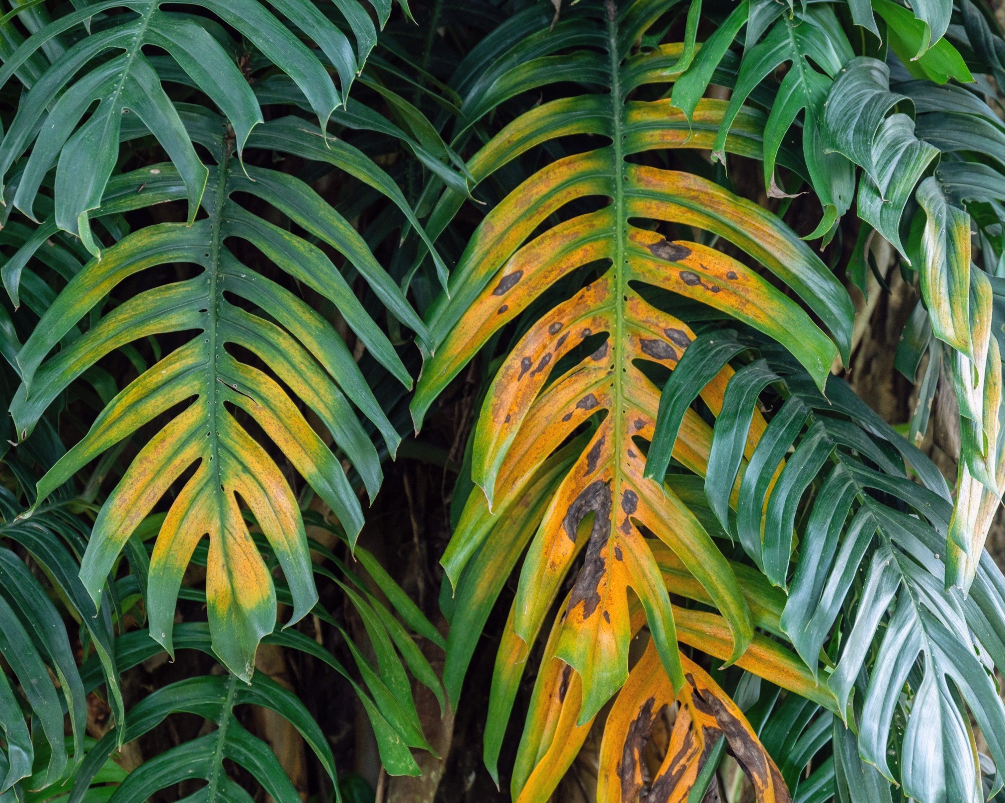 Plants have a surprising way of using sugar to heal wounds
