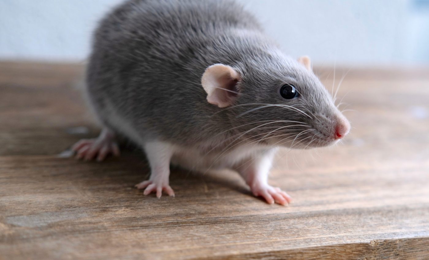 Mice are evolving resistance to rat poison, scientists warn