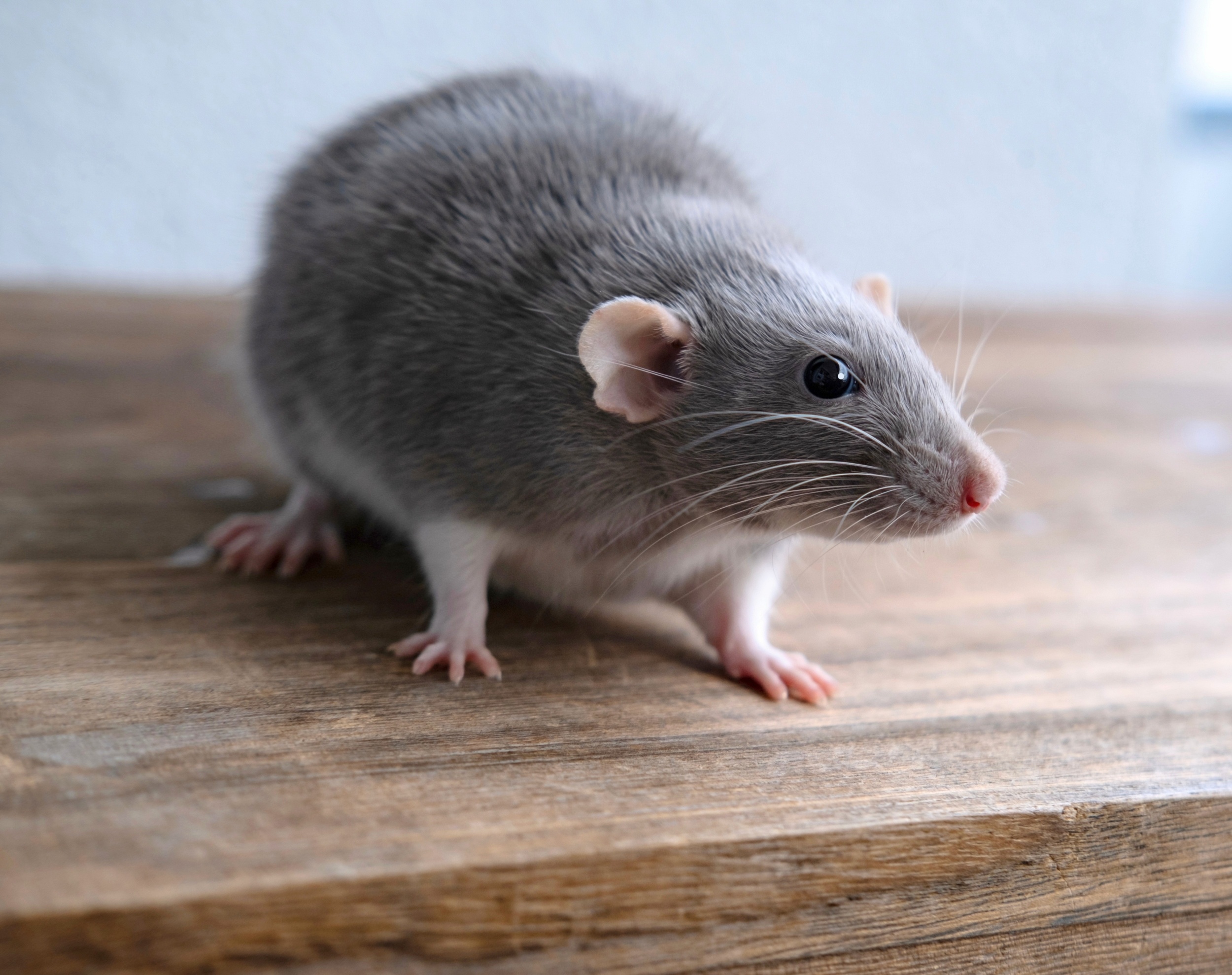 Mice are evolving resistance to rat poison, scientists warn