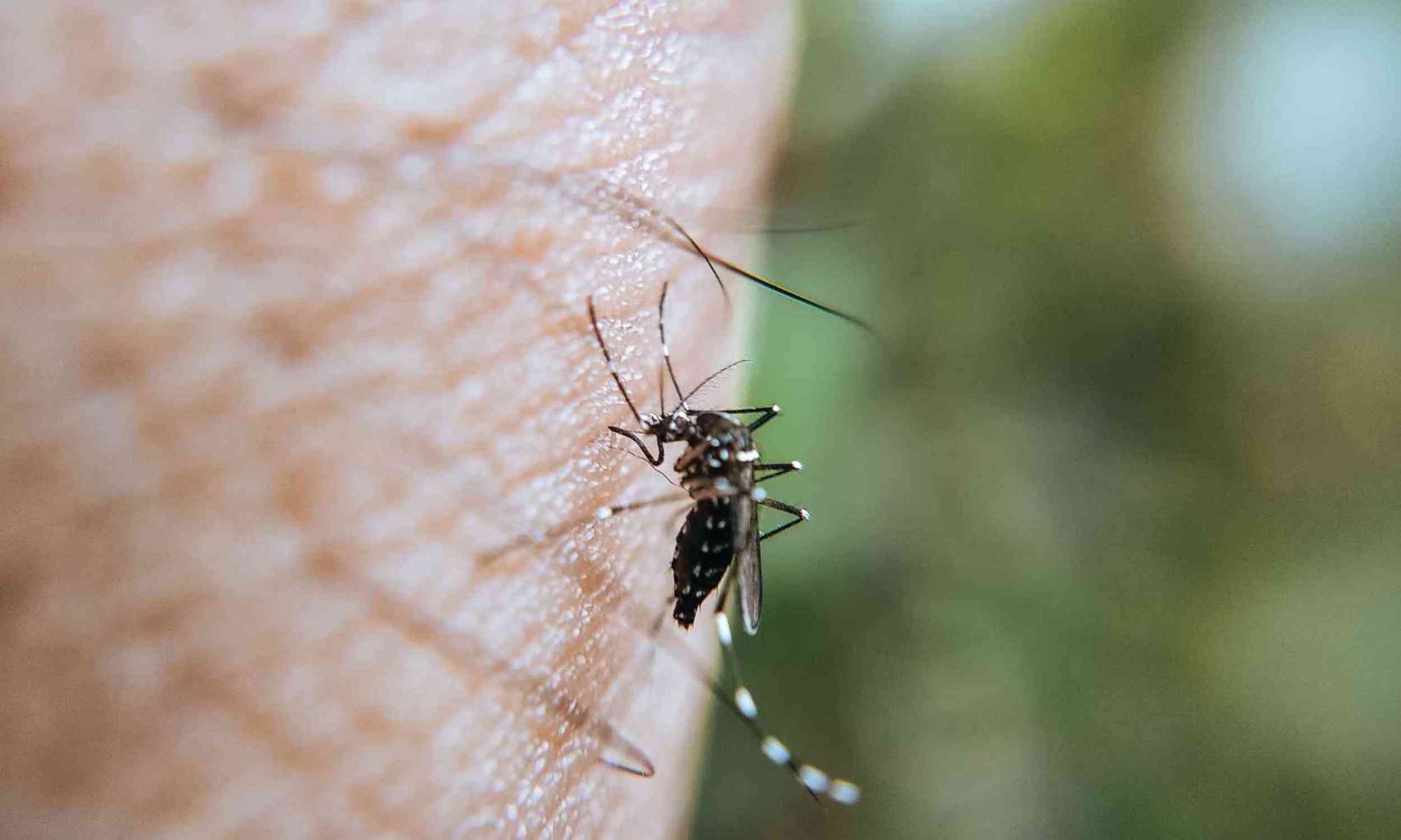 West Nile virus spreads through cities in ways scientists did not expect