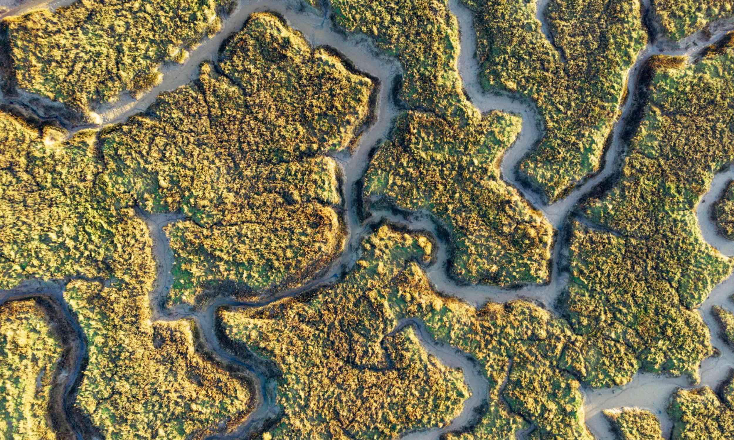 Giant viruses are hiding in coastal mud, quietly shaping Earth’s chemistry