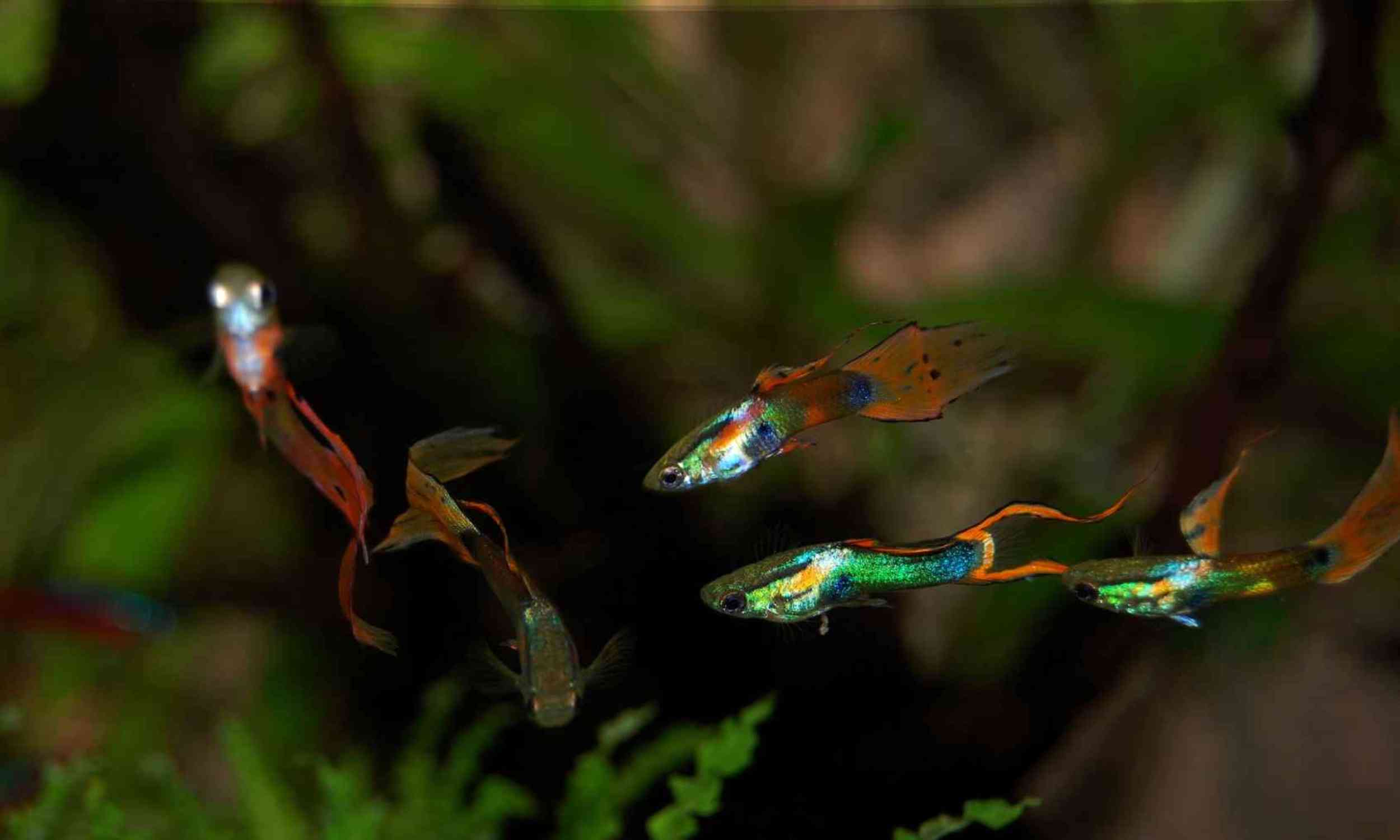 Female guppies prefer males with uncommon looks, and evolution may depend on it