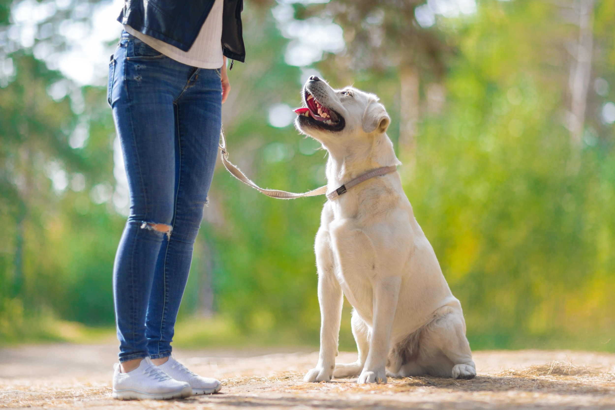 Ancient DNA reveals the first dogs that became our best friends