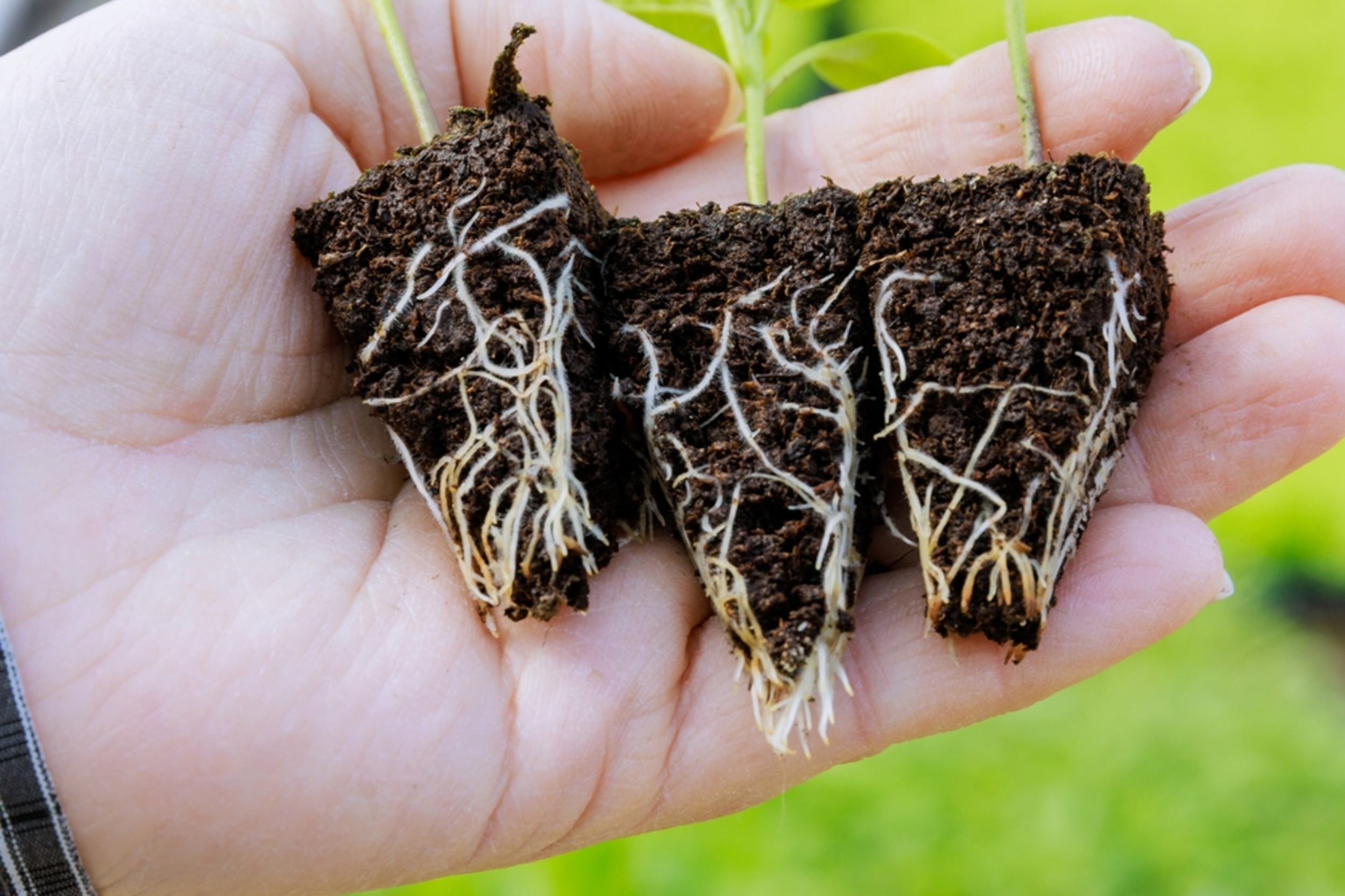Plant roots are a climate change solution
