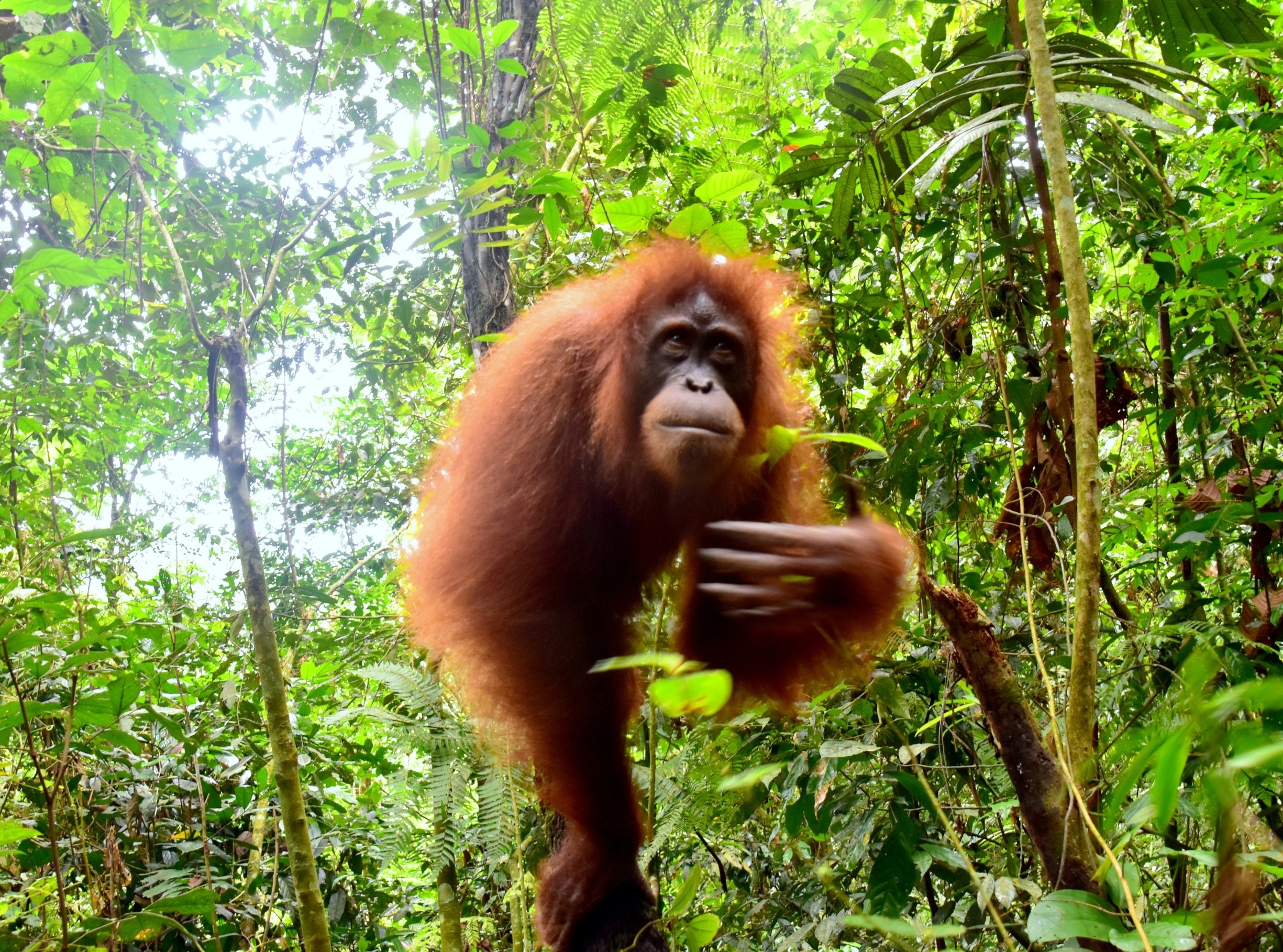 Orangutans appear to self-medicate with healing plants