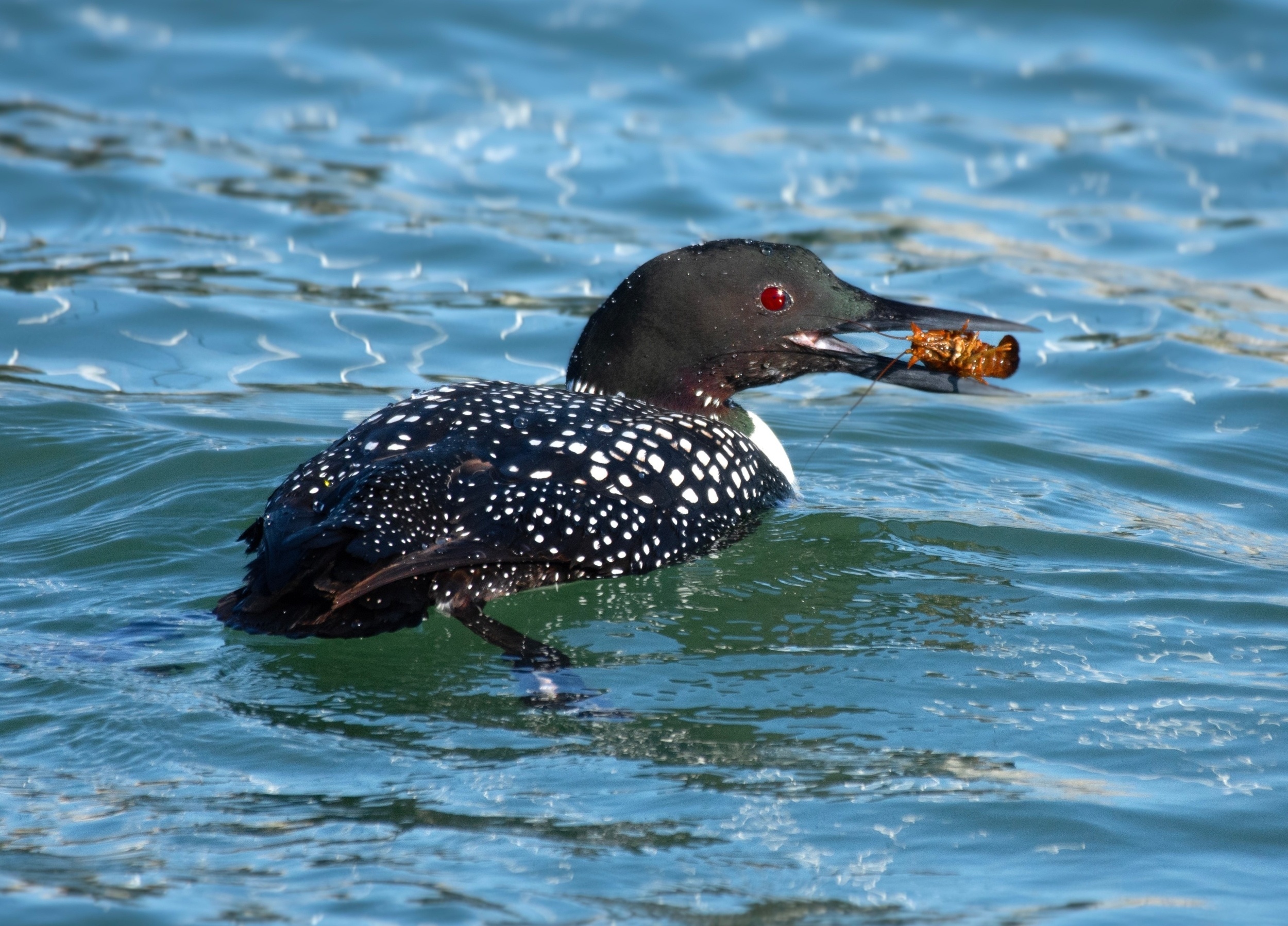 Forever chemicals are building up across the Great Lakes food web