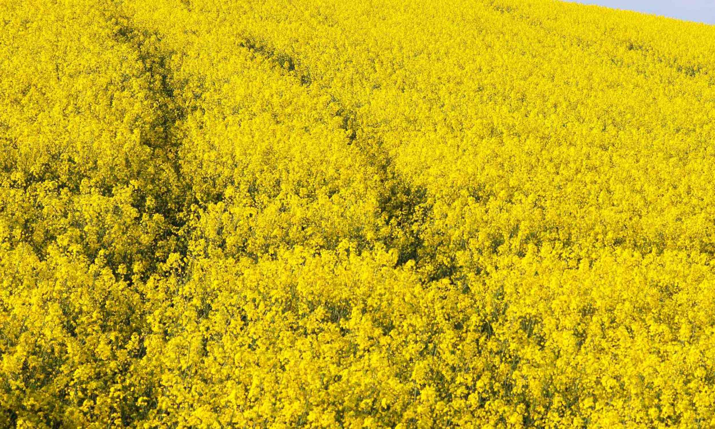 European crop fields hold biodiversity clues scientists did not expect