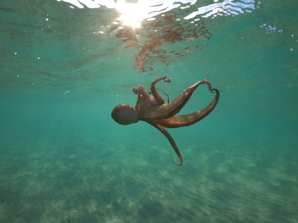 Octopus arms reveal the origins of brain receptors