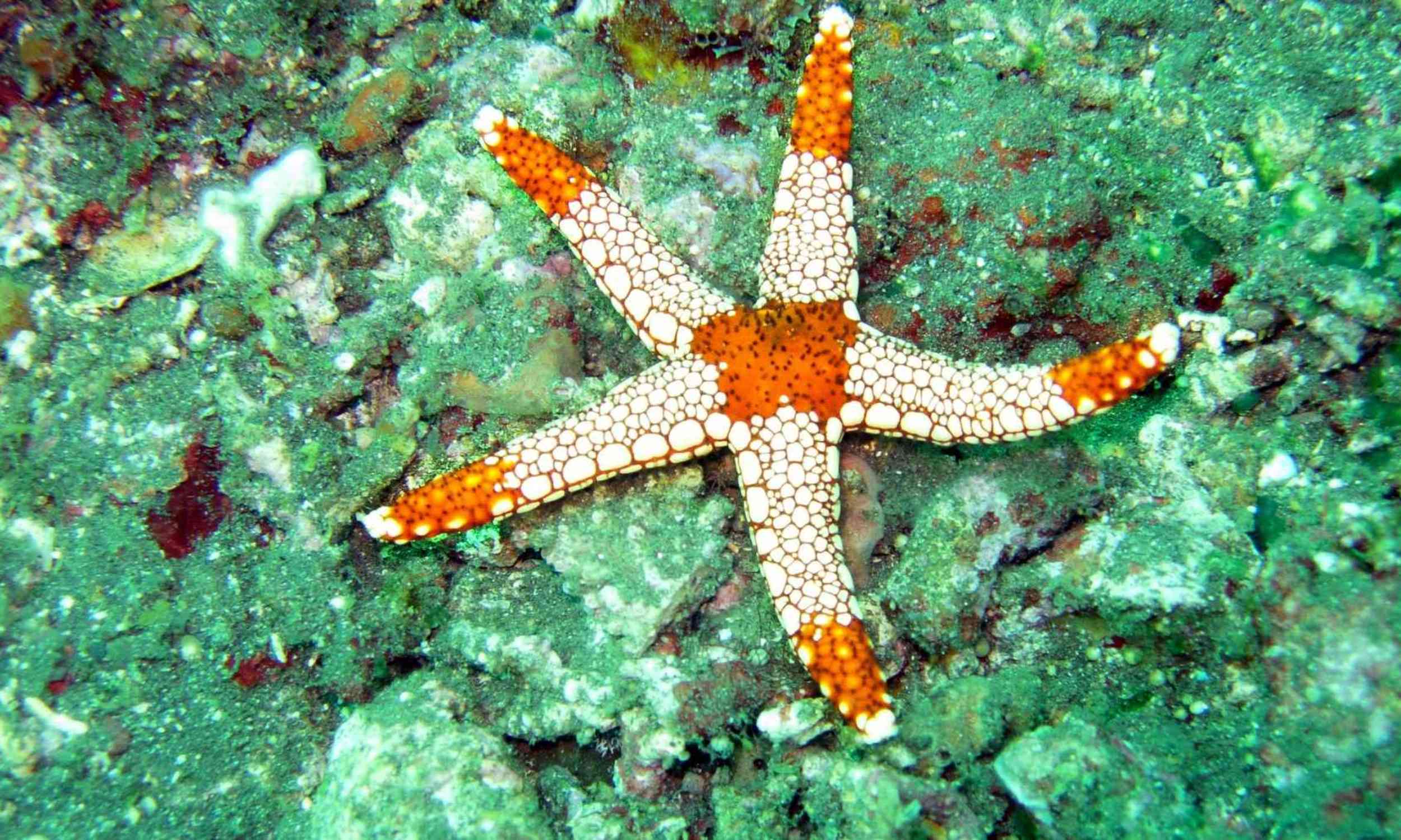 A sea star may be hiding an ancient secret about female reproduction