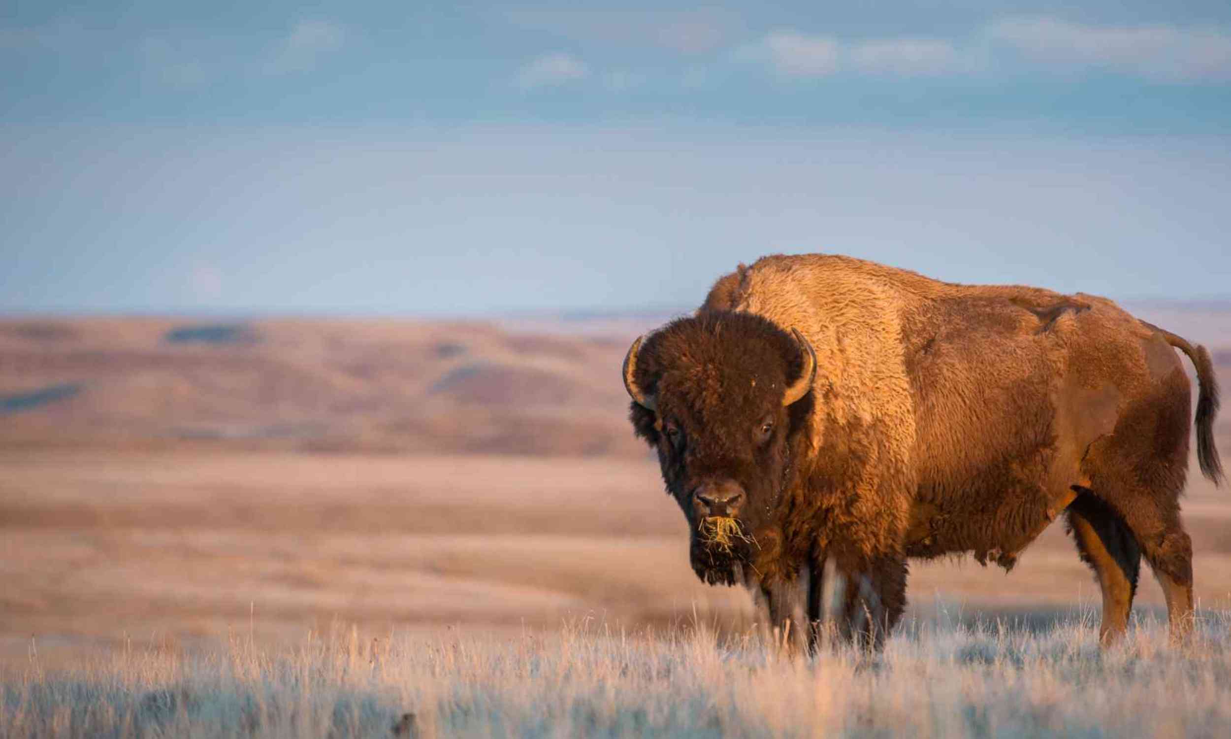 A 1,100-year-old bison hunting mystery may finally have an answer