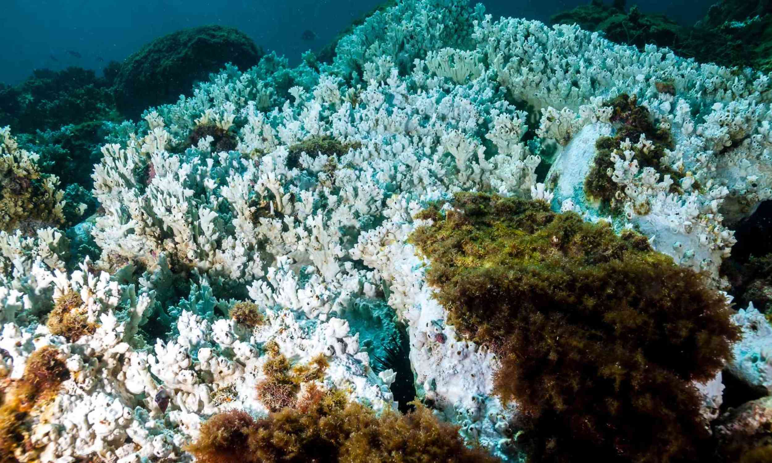 A controversial plan to cool Earth may leave part of the ocean exposed