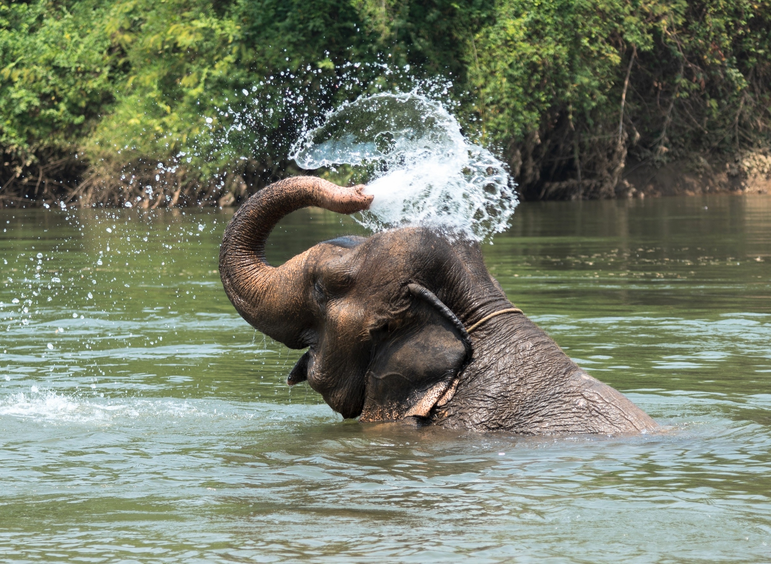 Elephant trunks inspire a new generation of soft robots