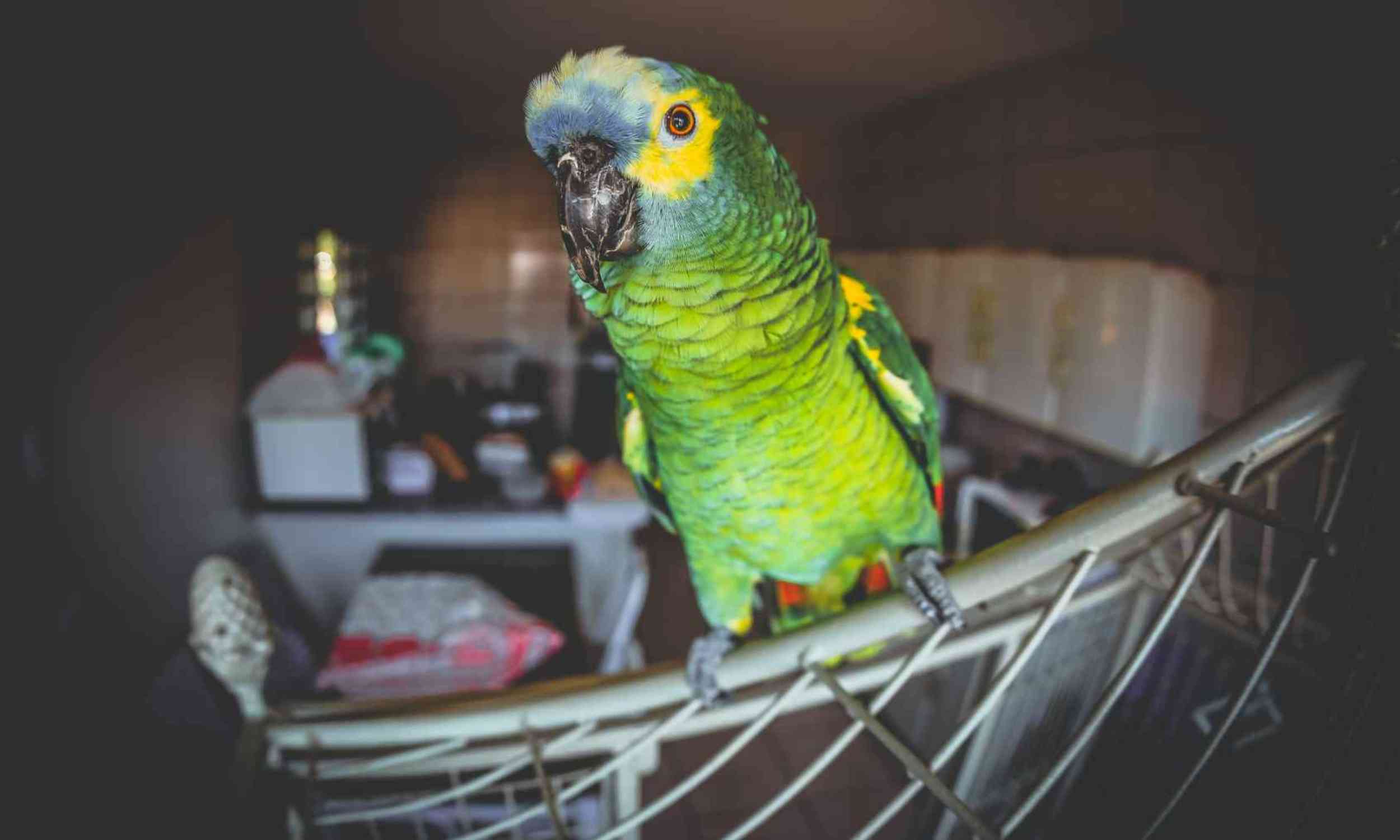 Pet parrots may know who they are talking to, and use names to prove it