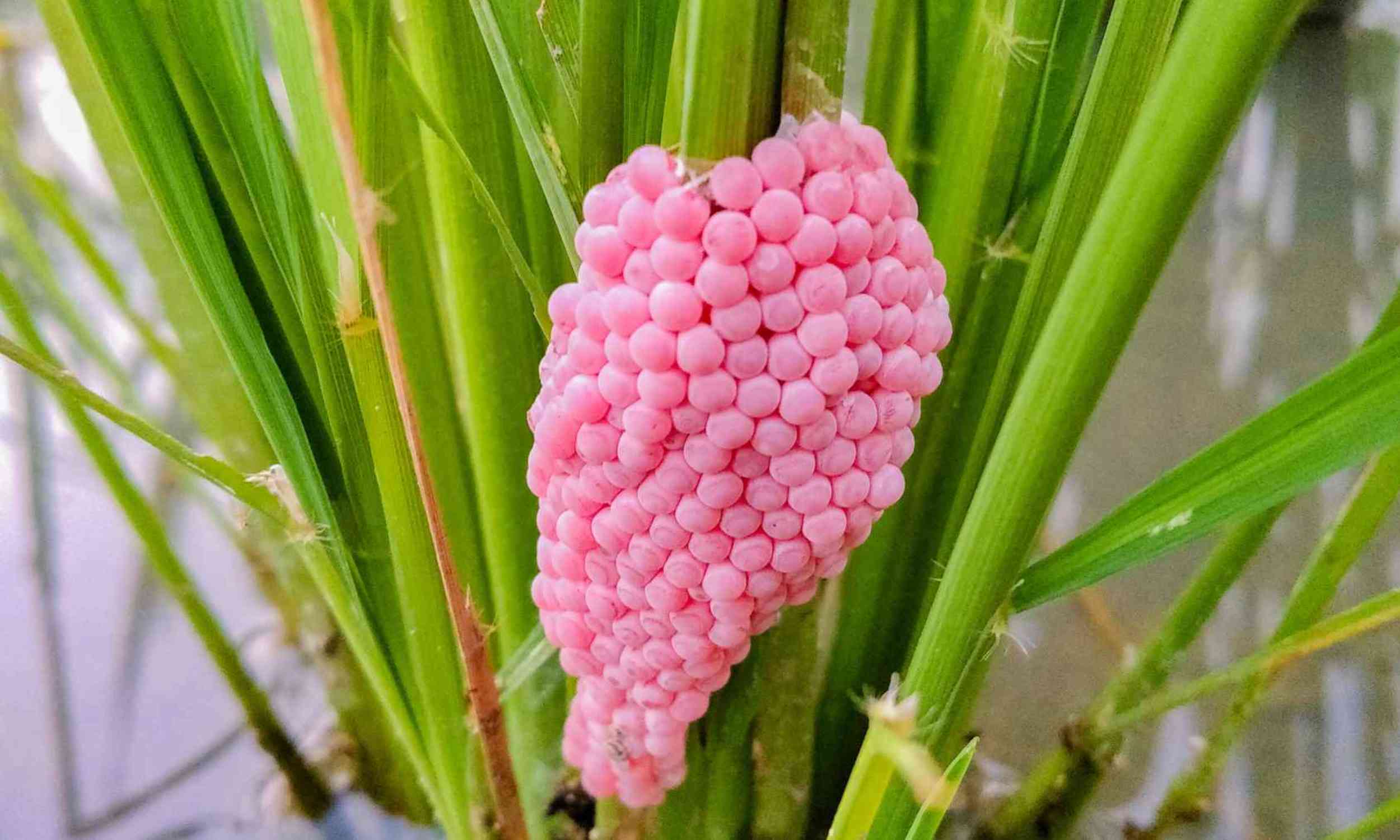 A hidden viral clue may explain how snails took their eggs out of water