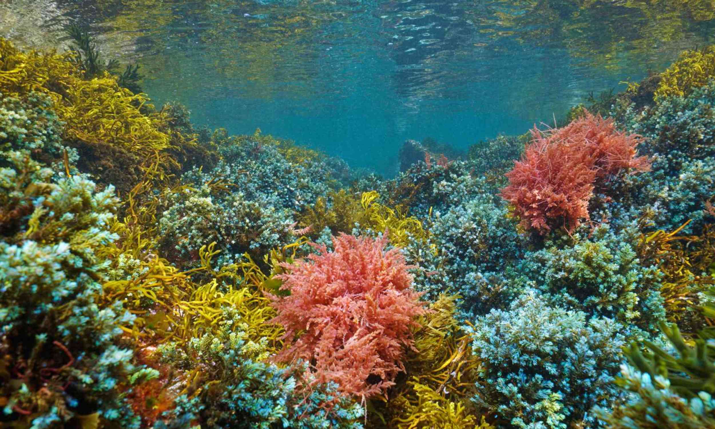 The ocean lost a giant kelp forest before scientists knew it was gone