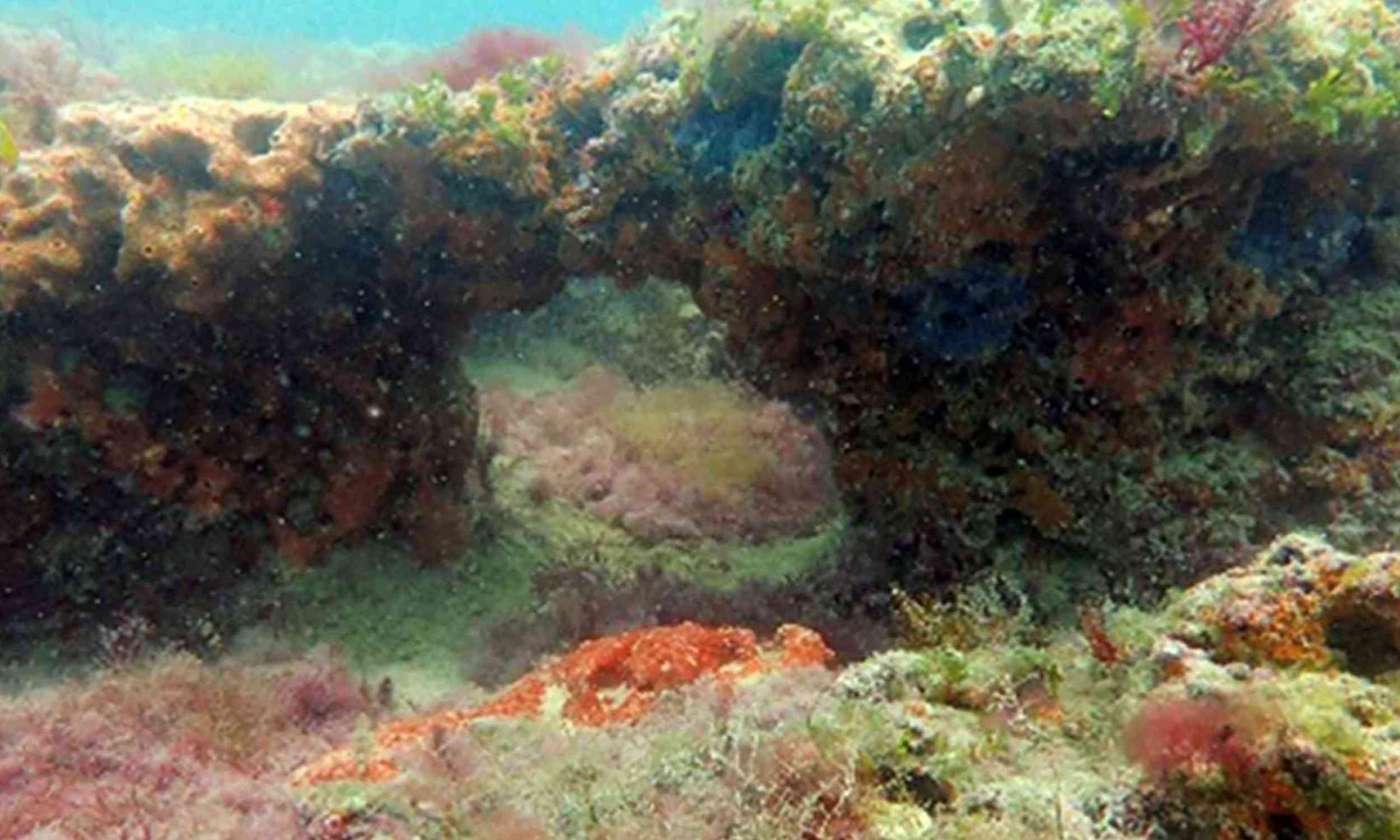 Mexico’s Atlantic coast is hiding rocky reefs scientists had overlooked