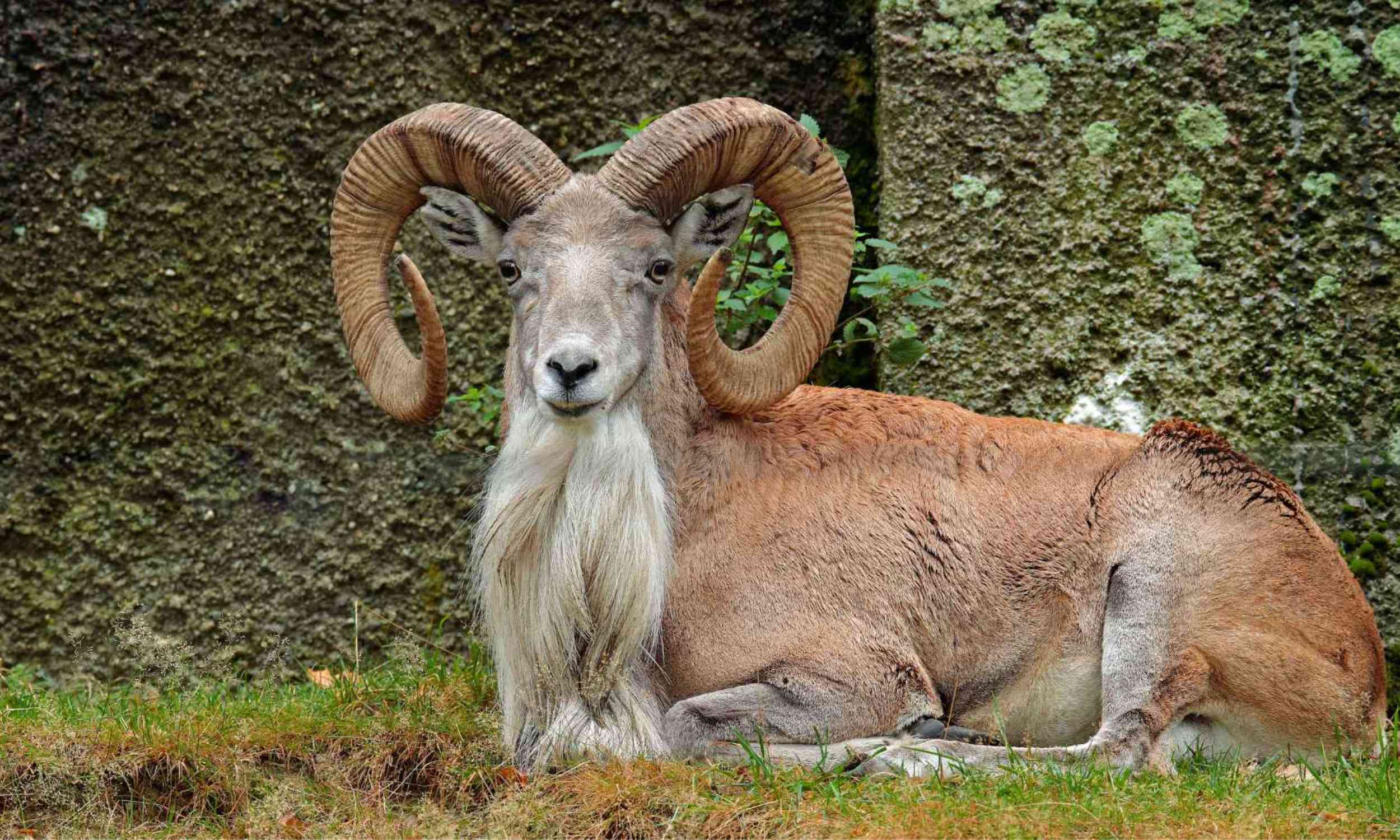 A mountain sheep’s breeding season may be moving with the climate