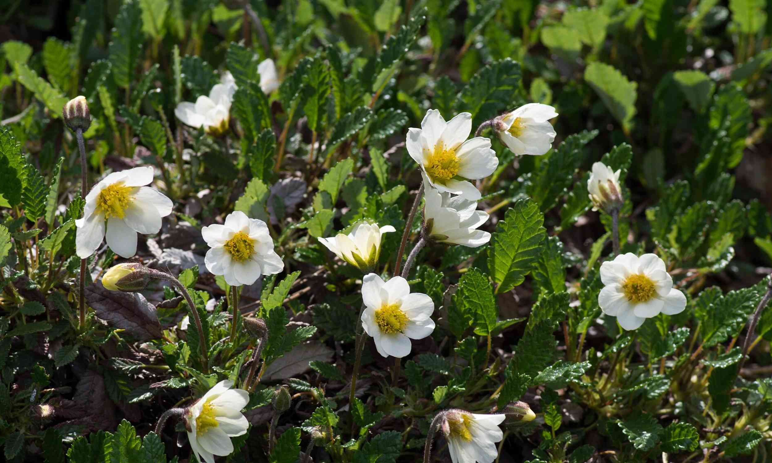 Protected areas may not save Britain’s rare plants where they grow now